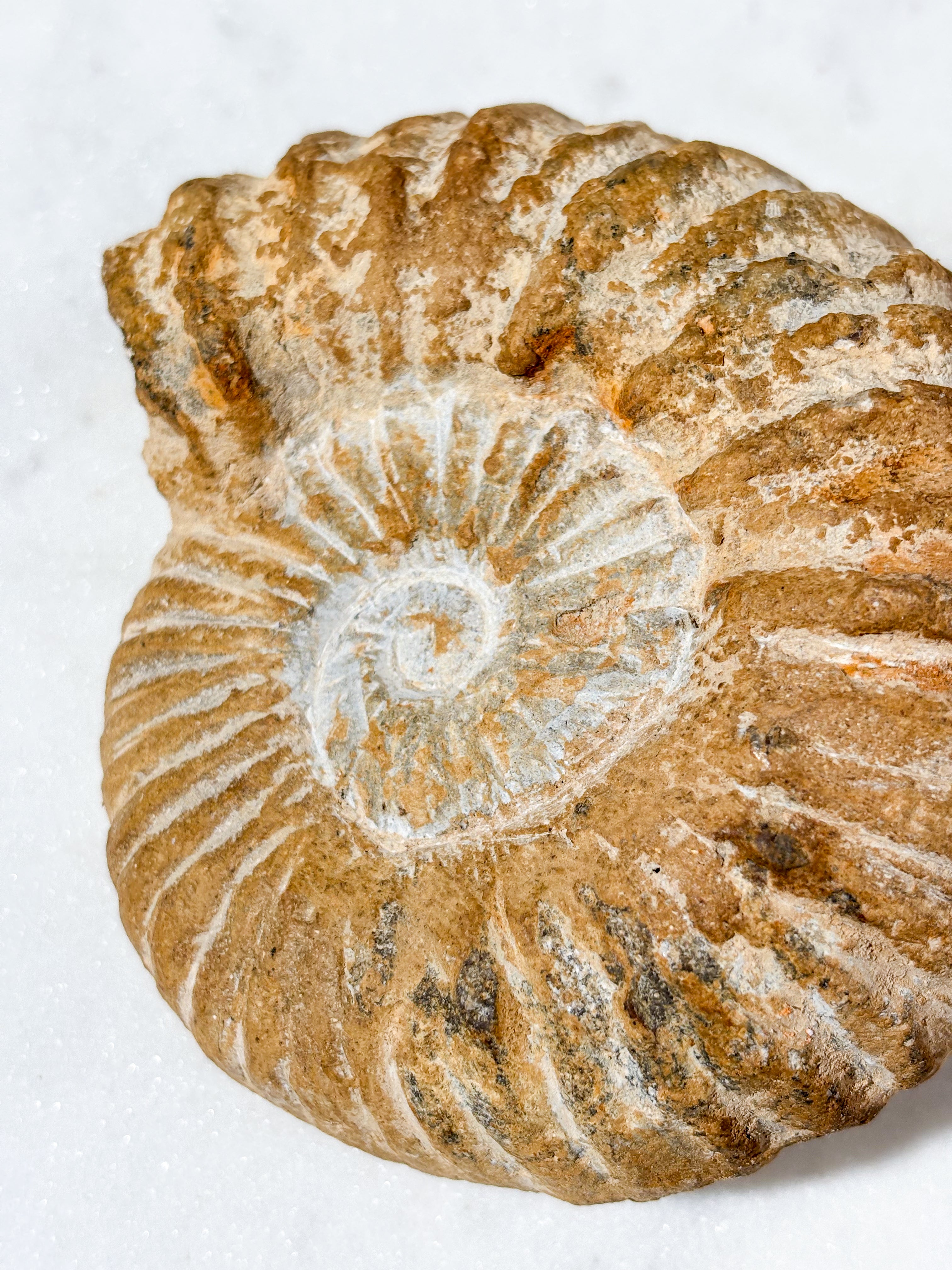 Stor Ammonit Fossil (Nr. 9)
