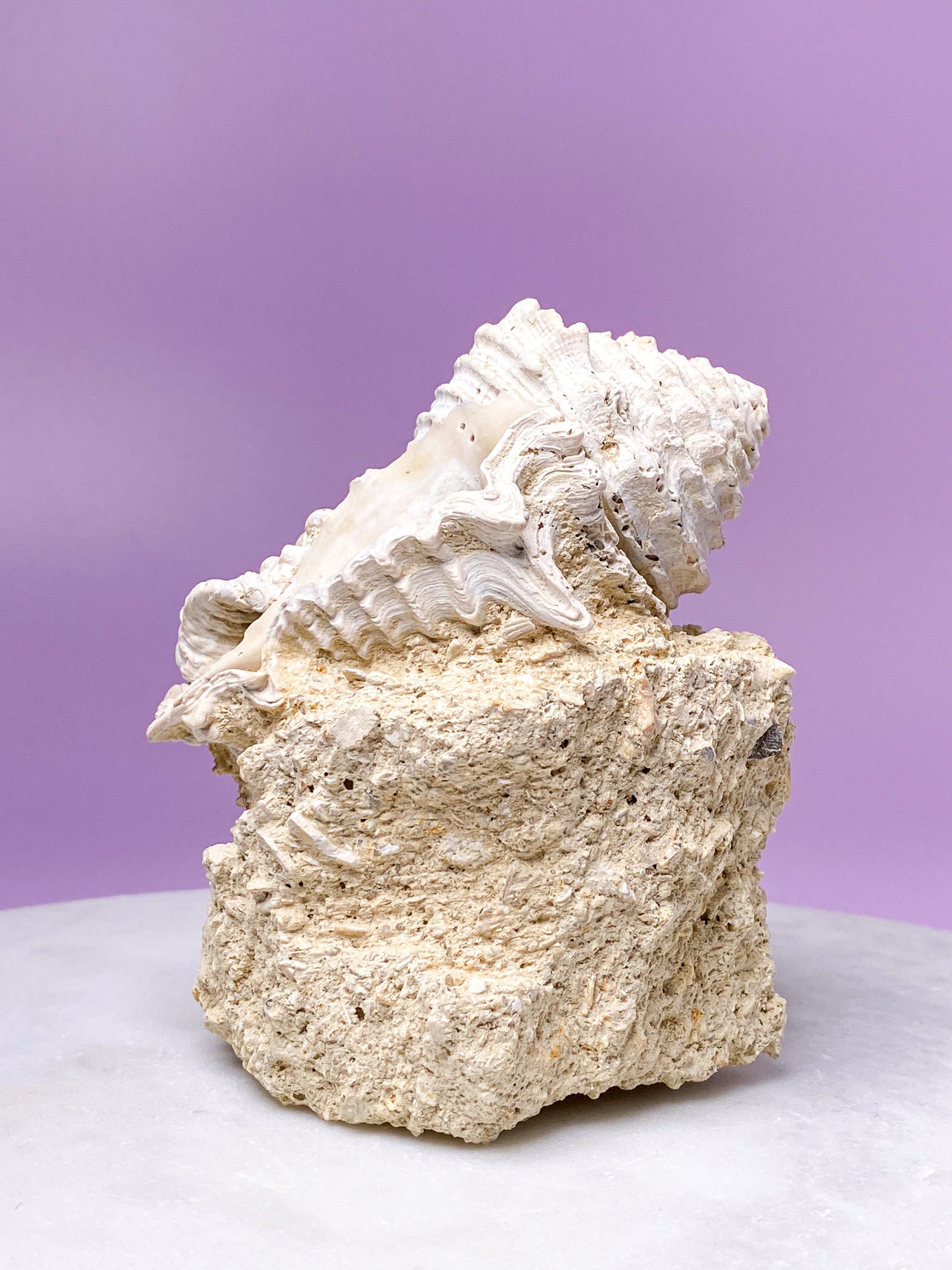 Konkylie Fossil Fra Frankrig (Nr. 2)