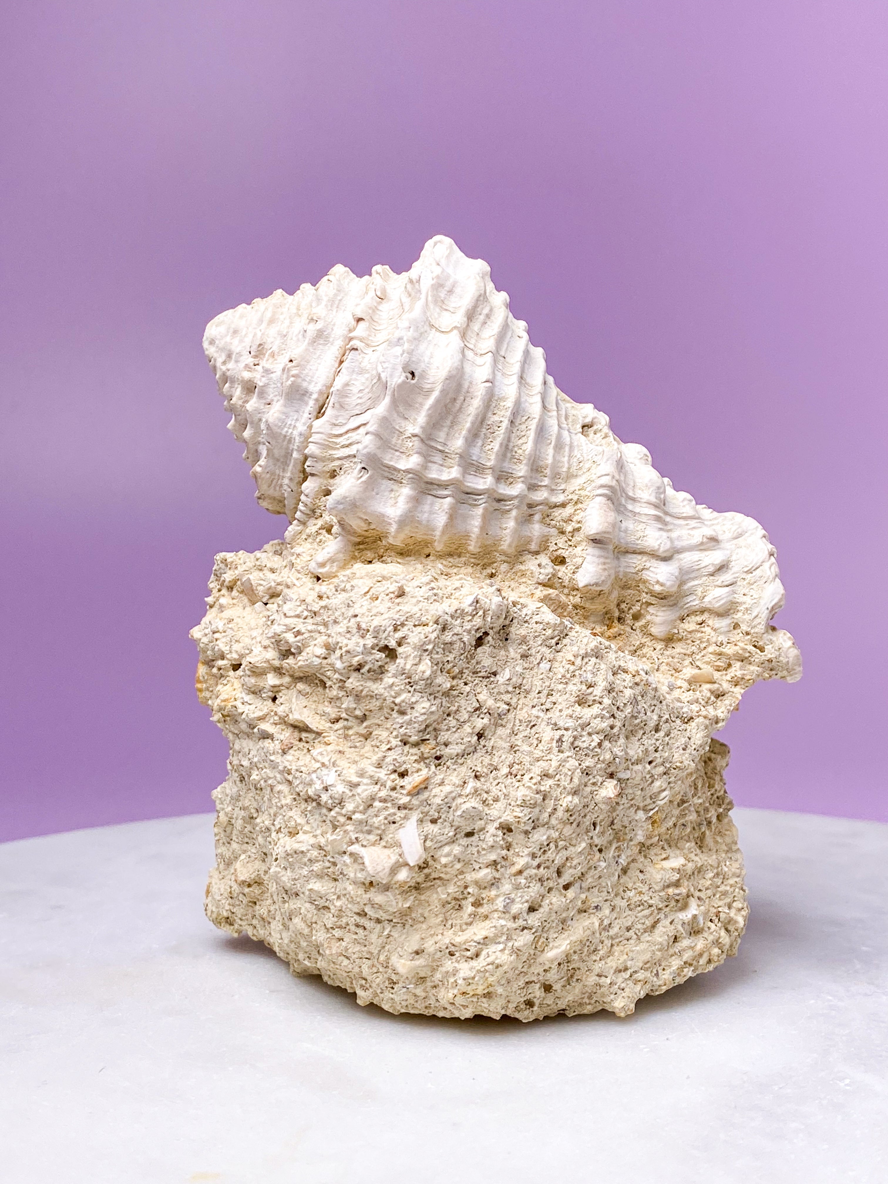 Konkylie Fossil Fra Frankrig (Nr. 2)