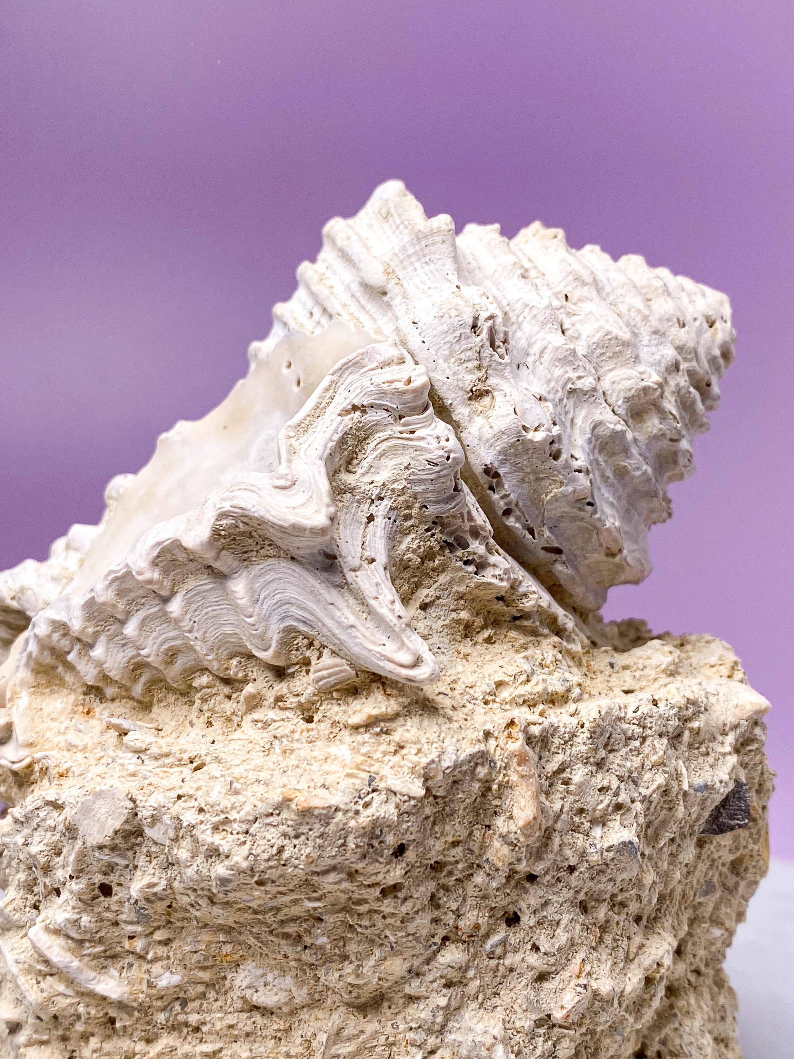 Konkylie Fossil Fra Frankrig (Nr. 2)