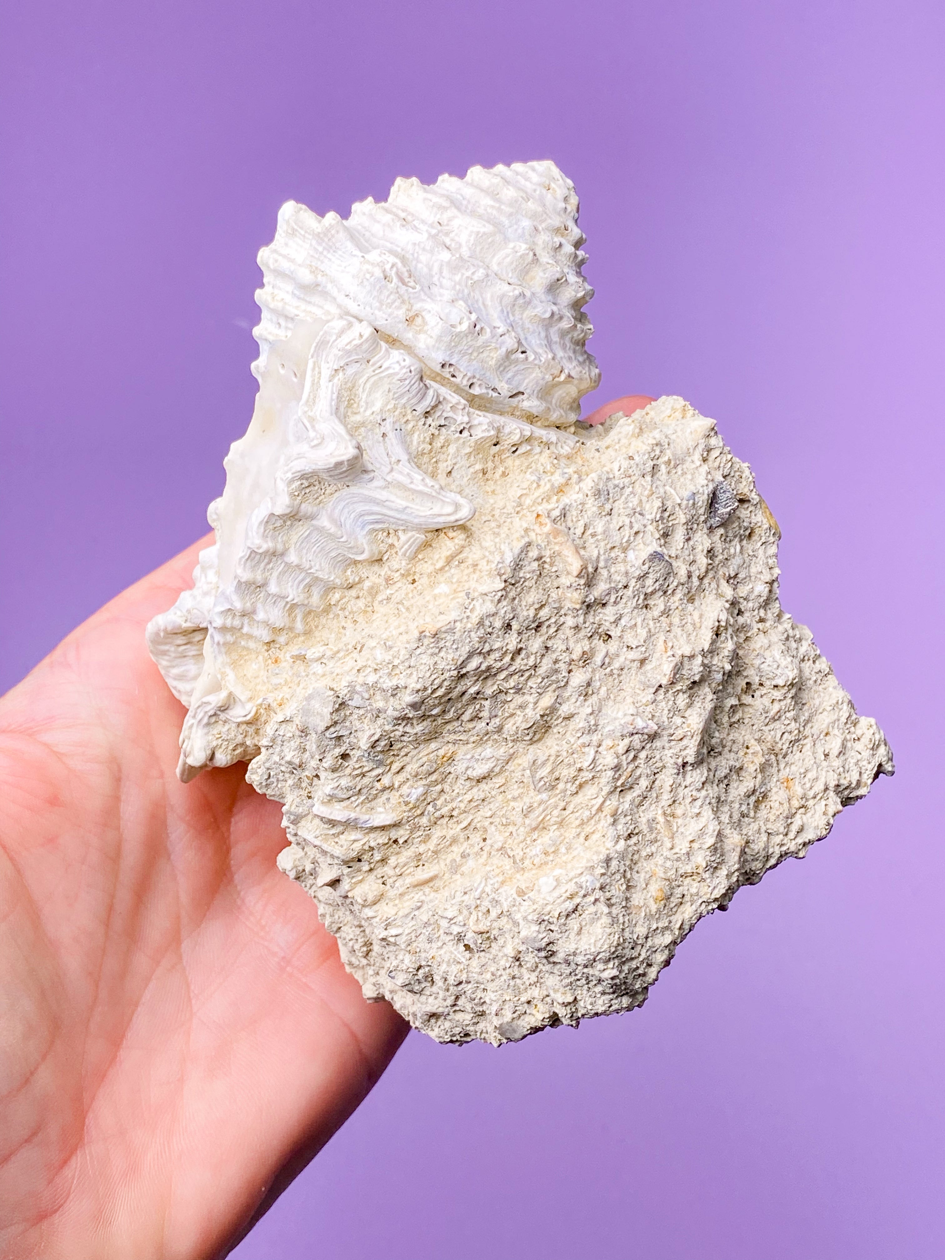 Konkylie Fossil Fra Frankrig (Nr. 2)