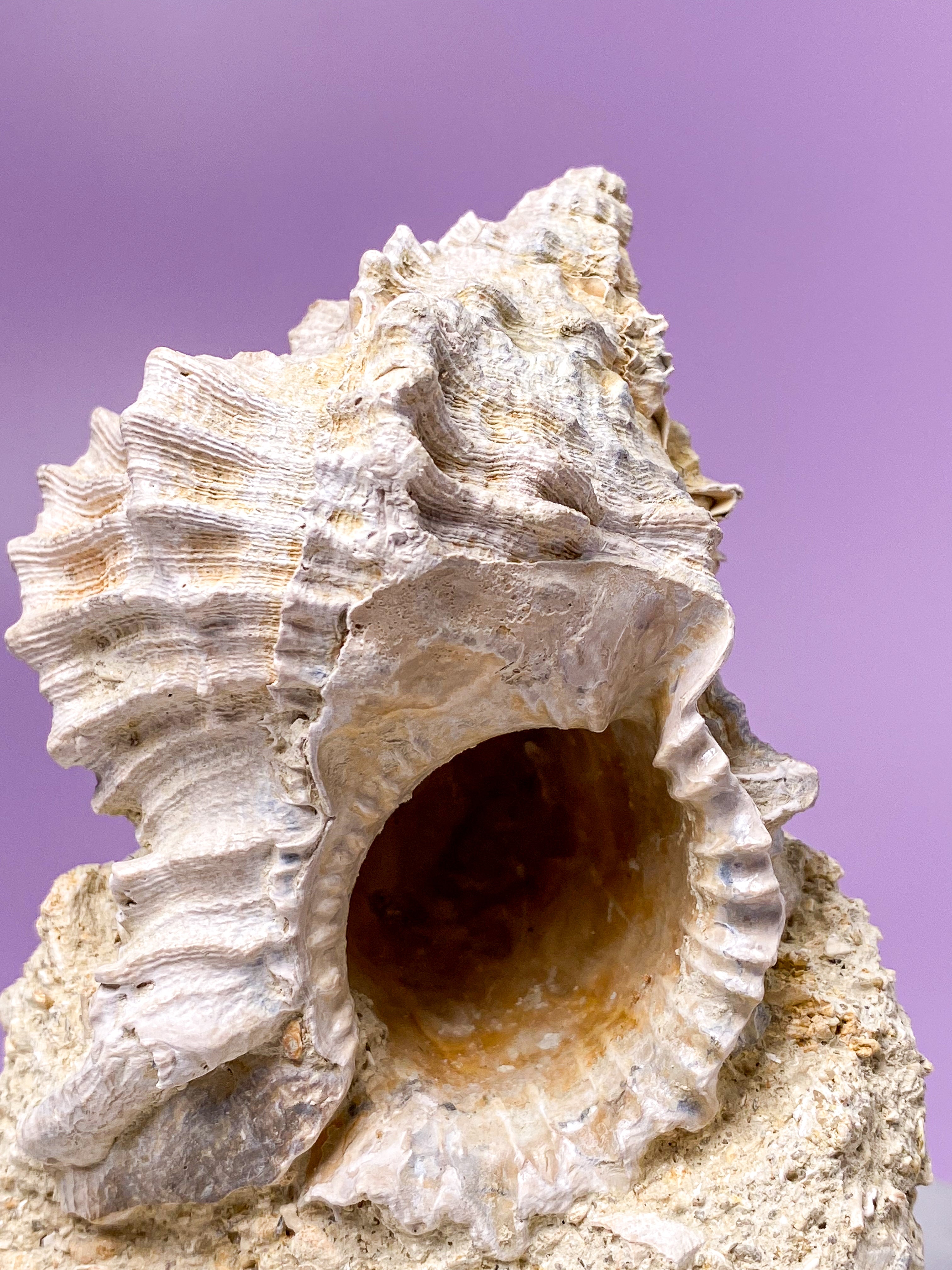 Konkylie Fossil Fra Frankrig (Nr. 5)