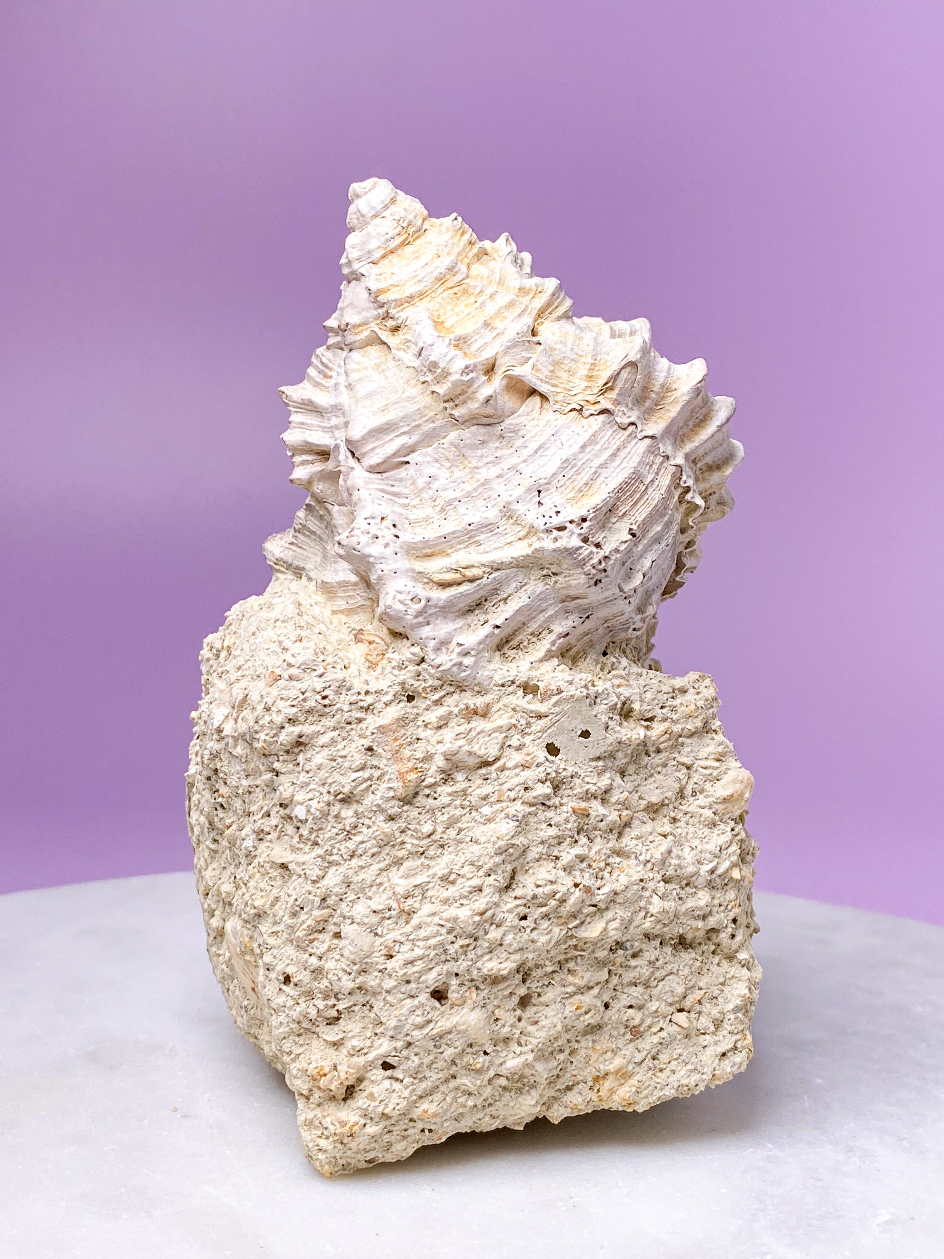 Konkylie Fossil Fra Frankrig (Nr. 5)