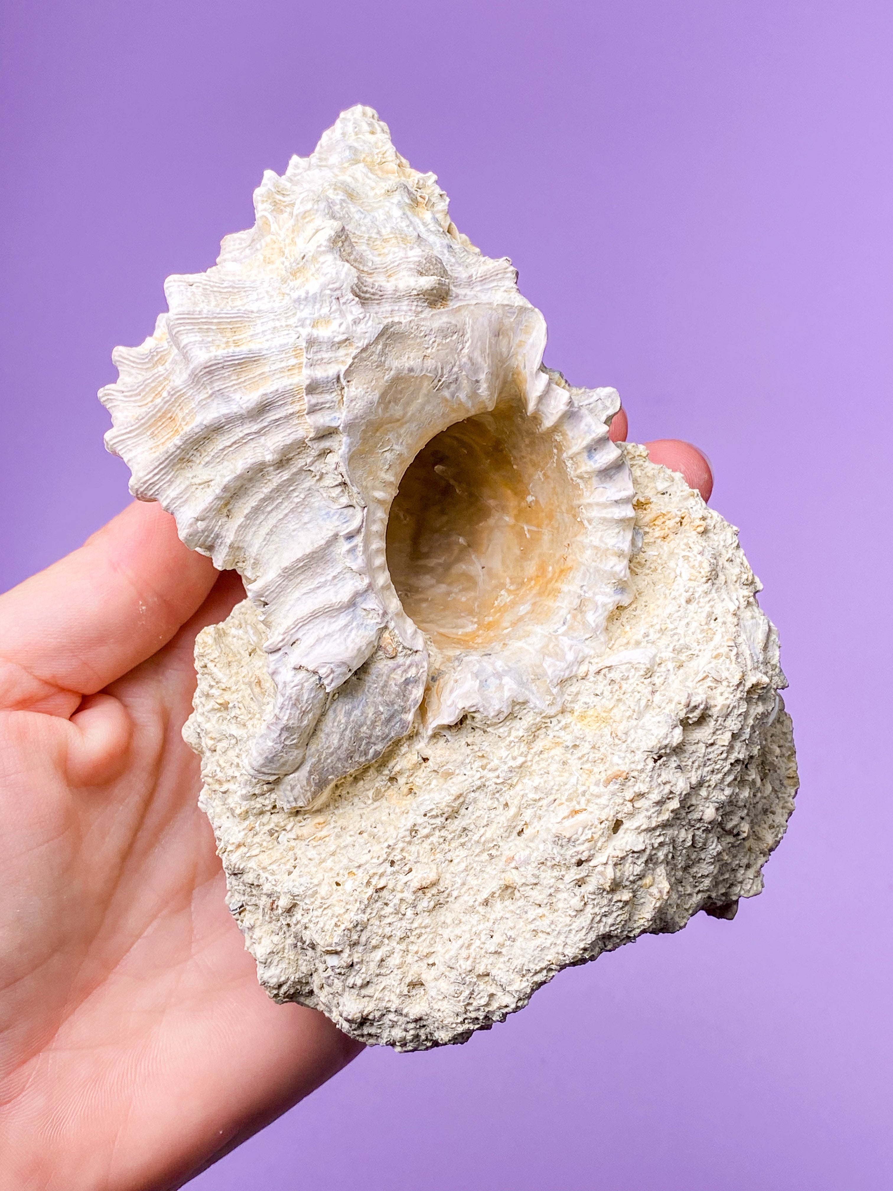 Konkylie Fossil Fra Frankrig (Nr. 5)