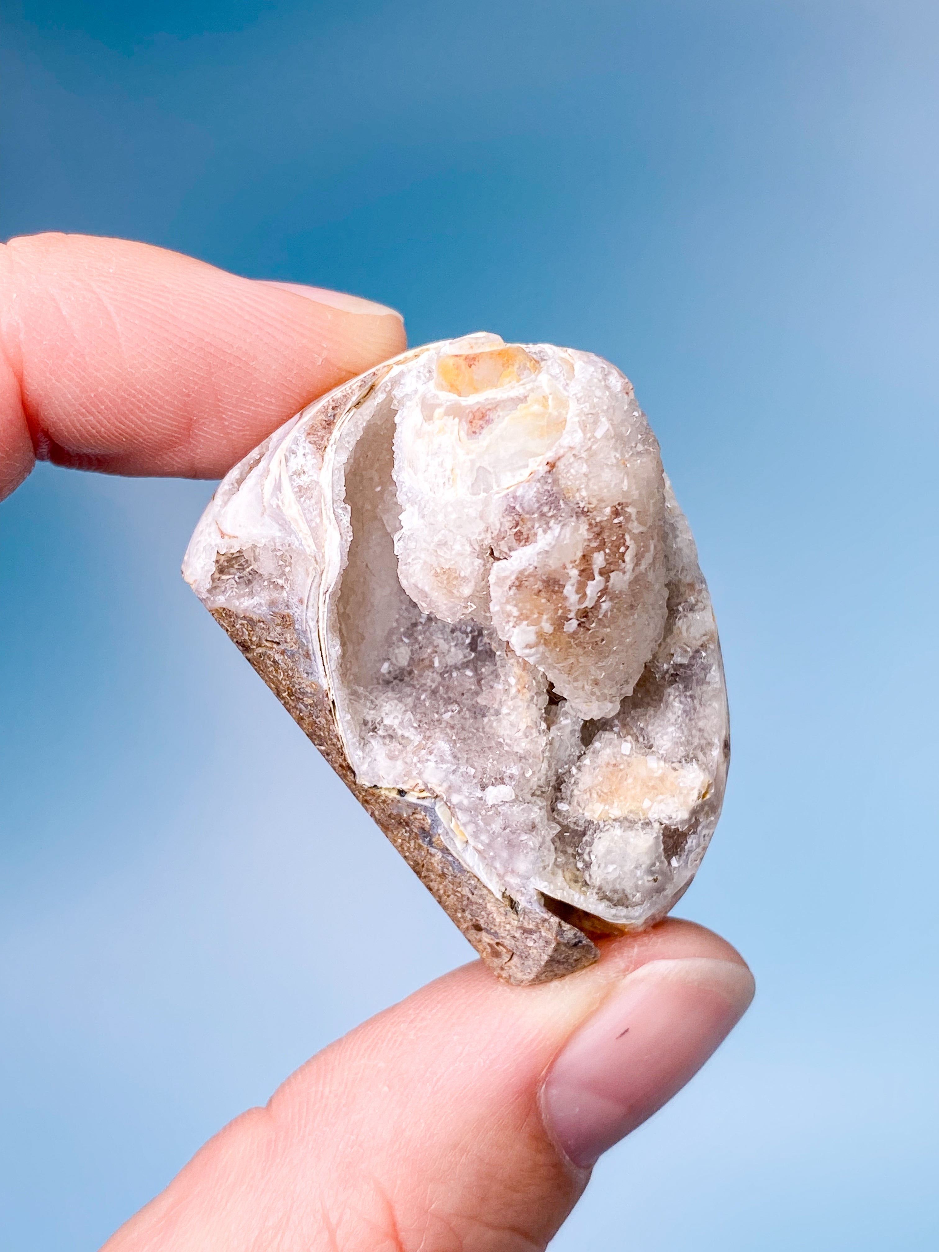 Druzy Konkylie Fossil (Nr. 1)