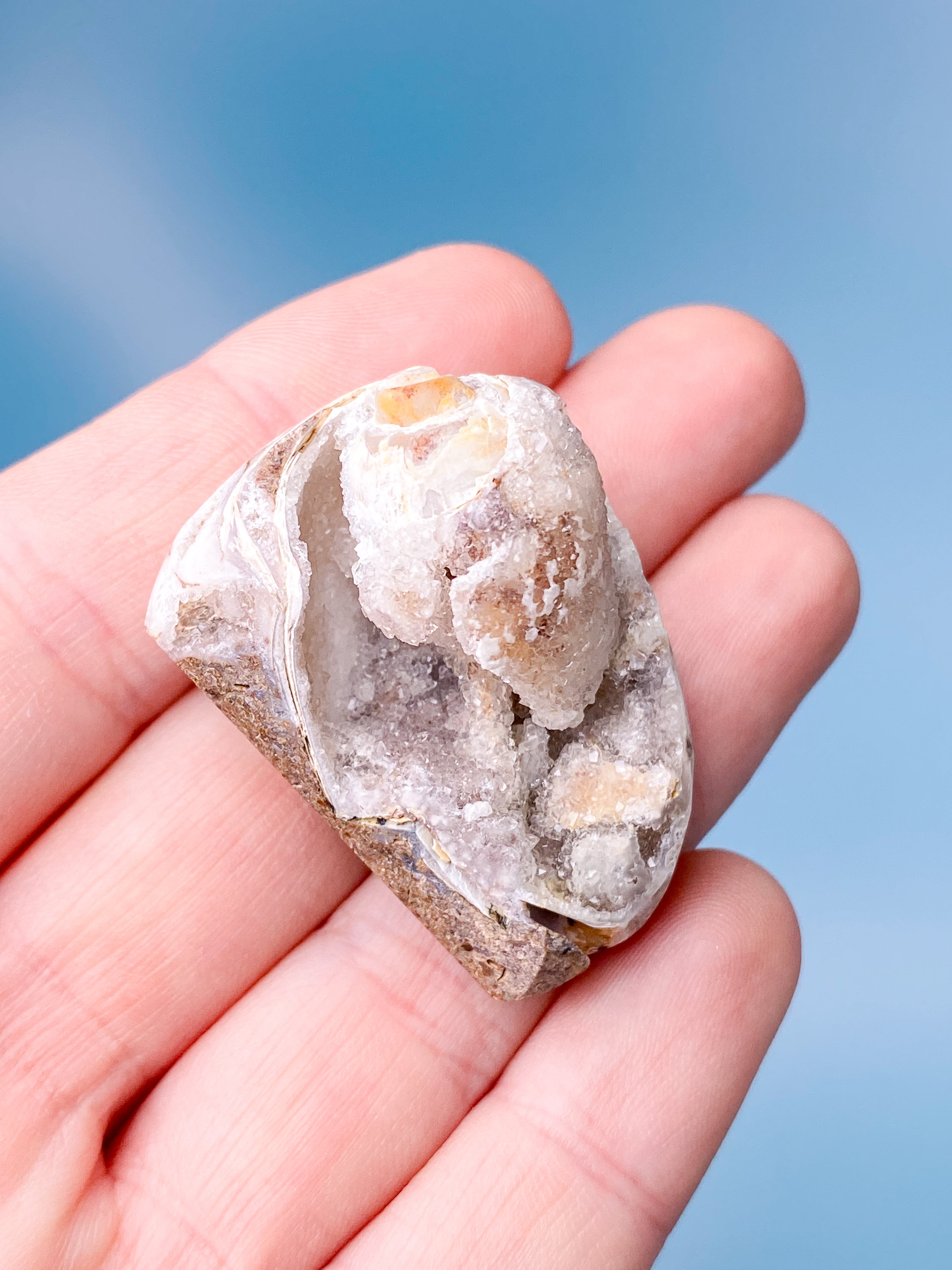 Druzy Konkylie Fossil (Nr. 1)