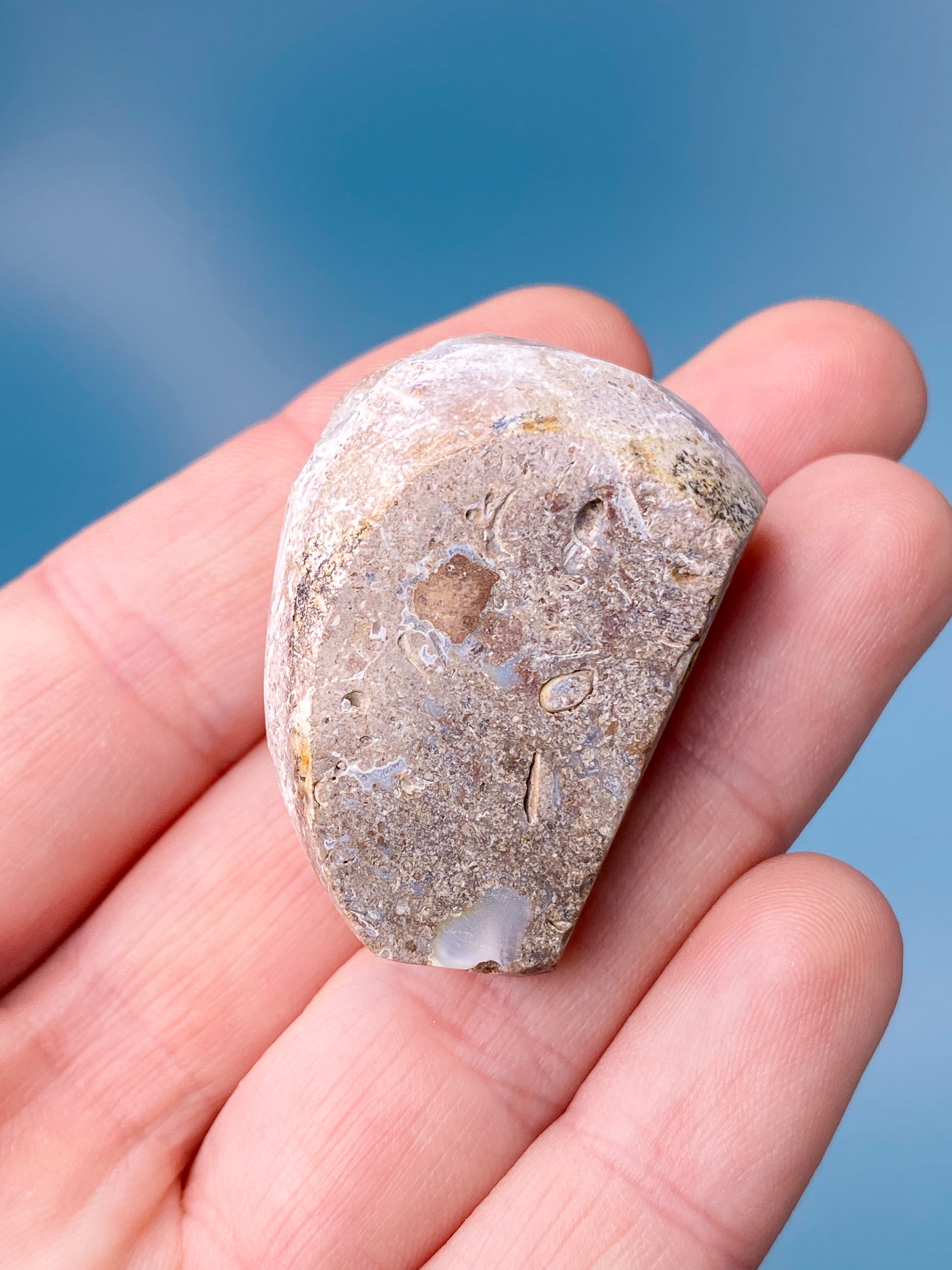 Druzy Konkylie Fossil (Nr. 1)