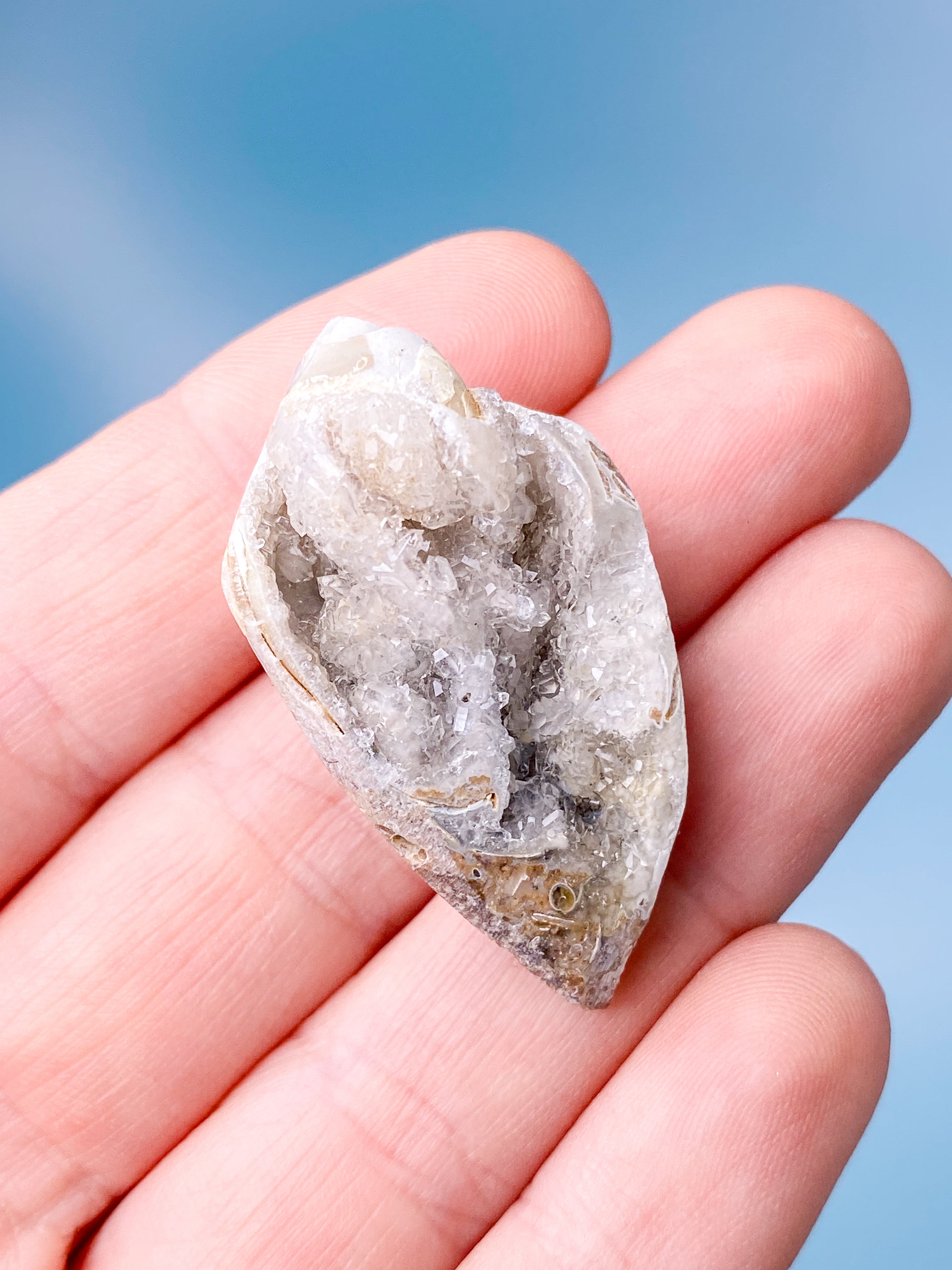 Druzy Konkylie Fossil (Nr. 3)