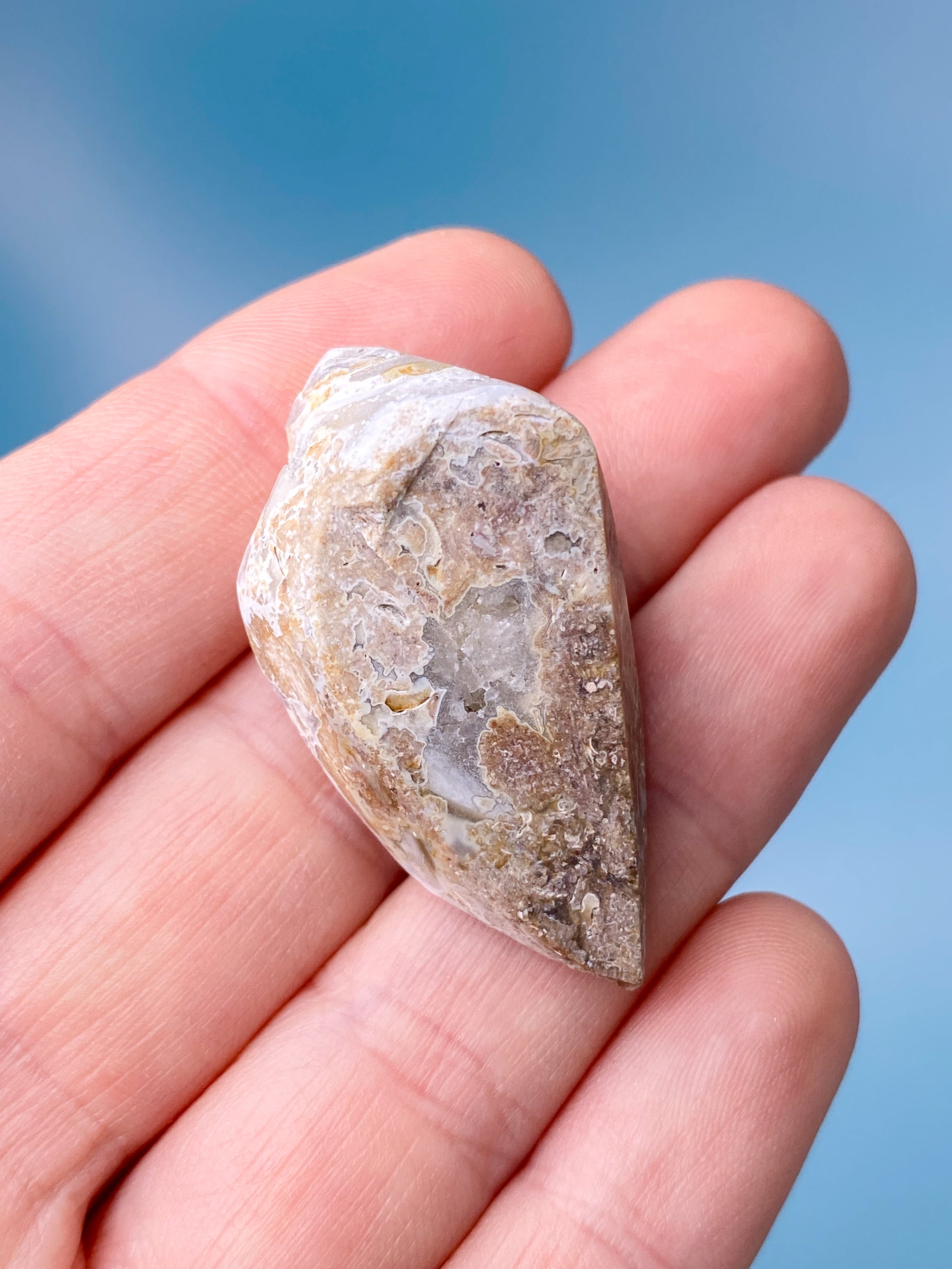Druzy Konkylie Fossil (Nr. 3)