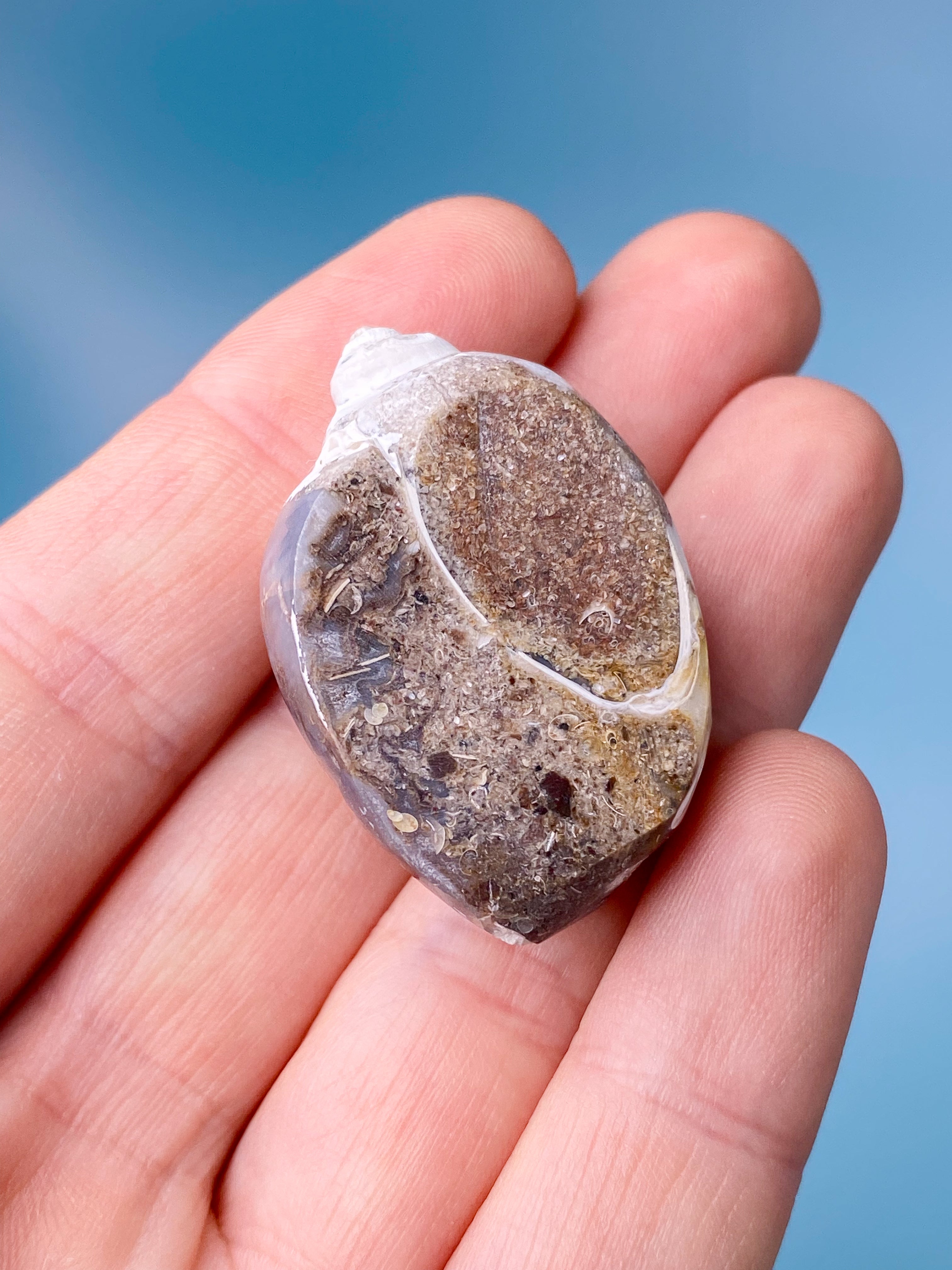Druzy Konkylie Fossil (Nr. 10)