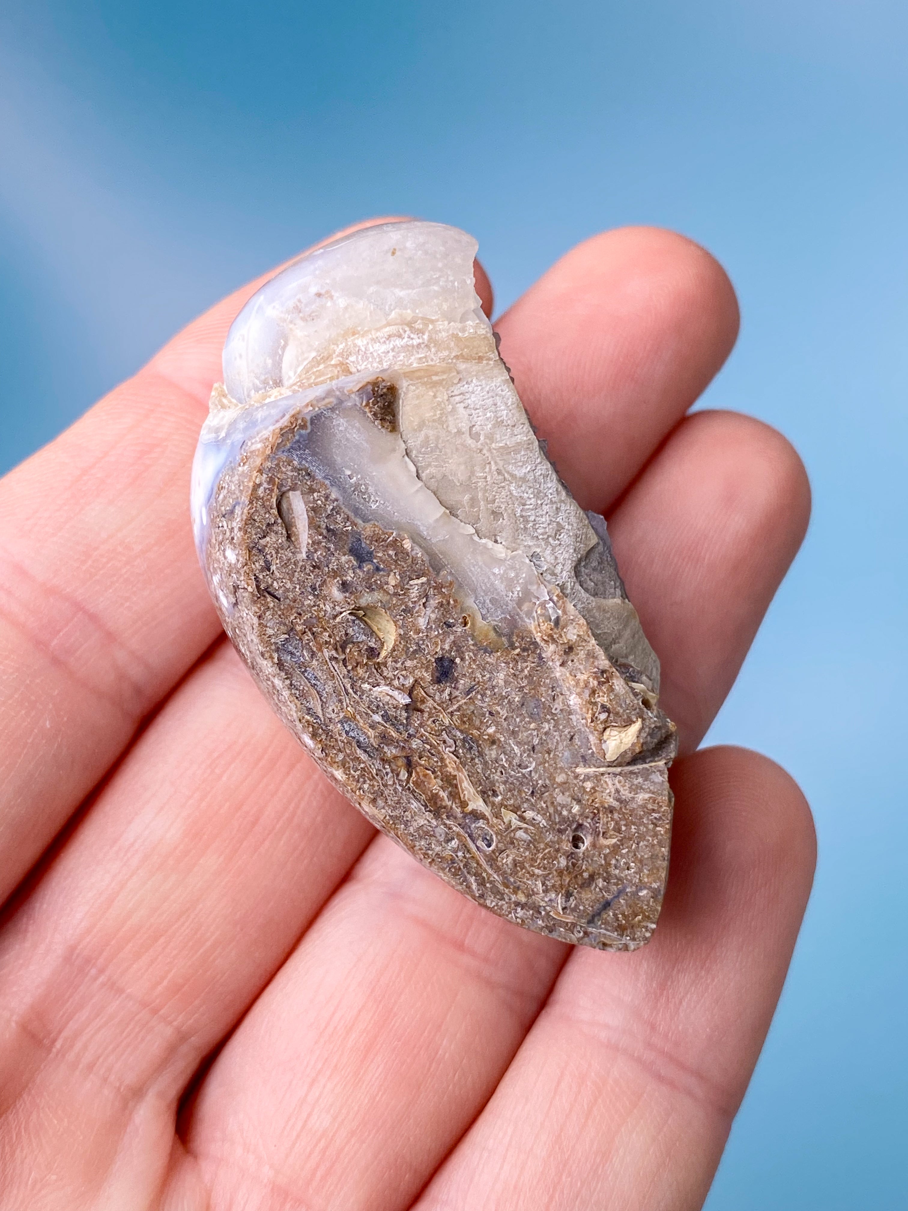 Druzy Konkylie Fossil (Nr. 13)