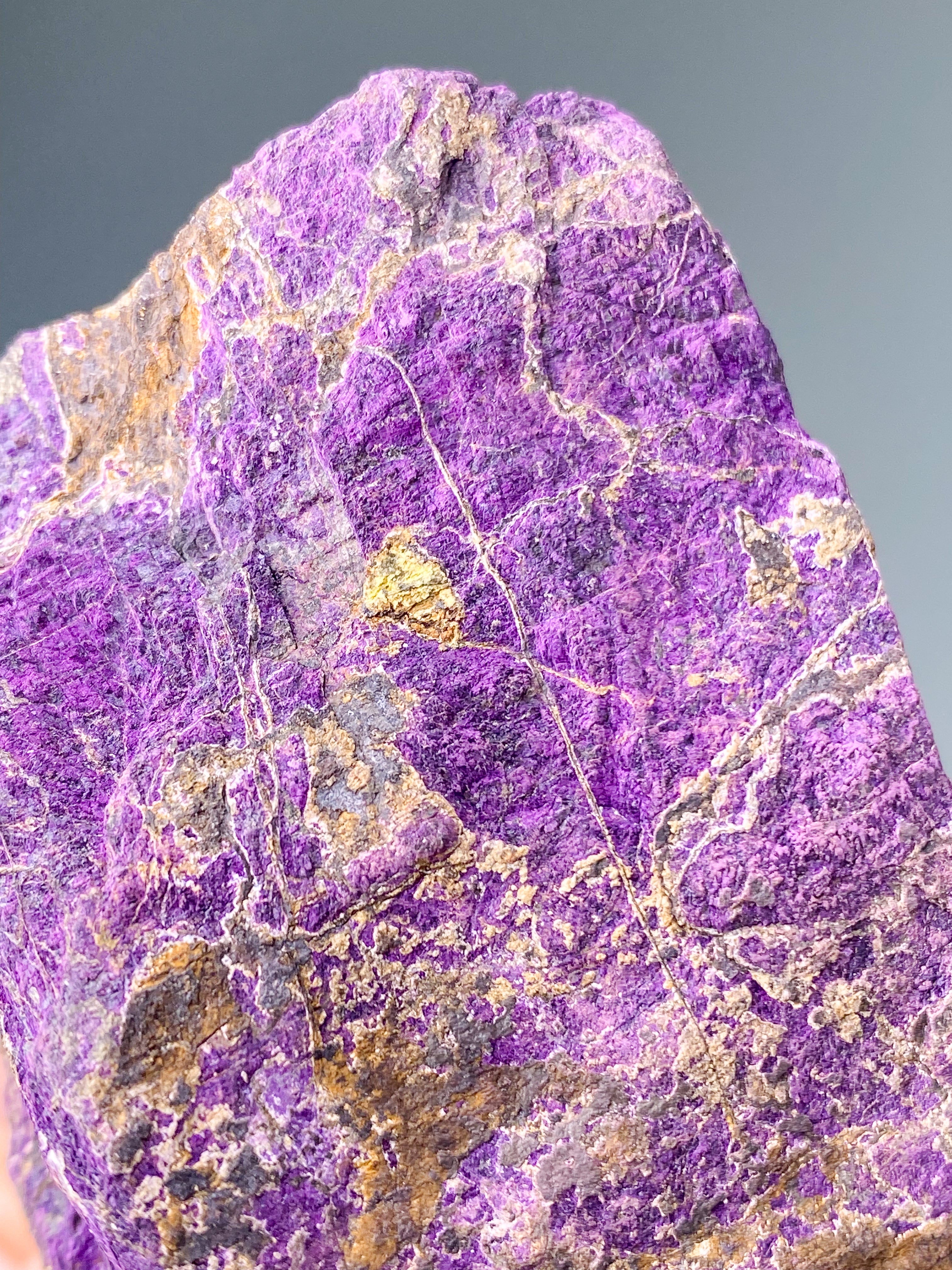 Purpuritpolerad (nr 1)