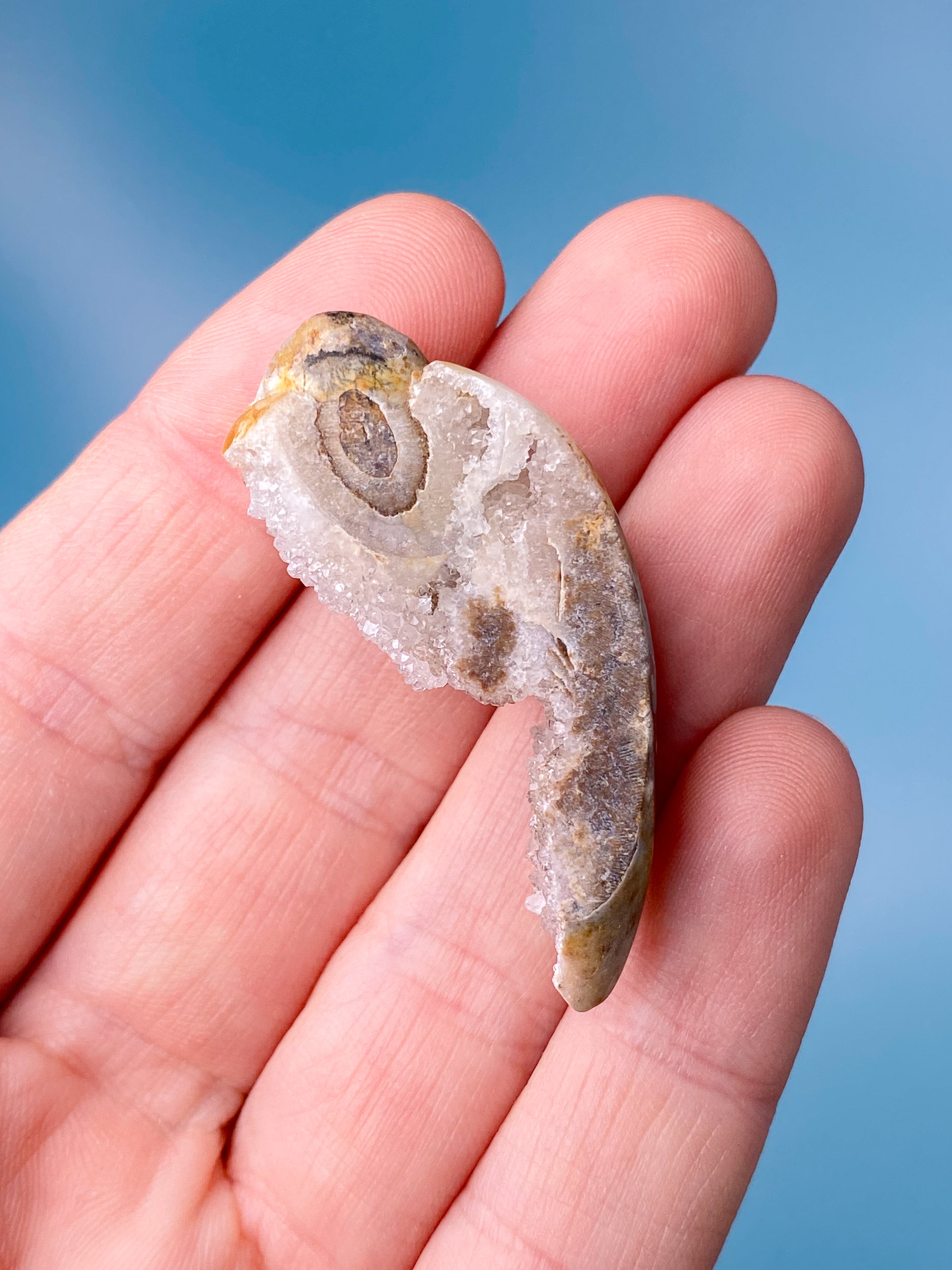 Druzy Konkylie Fossil (Nr. 18)