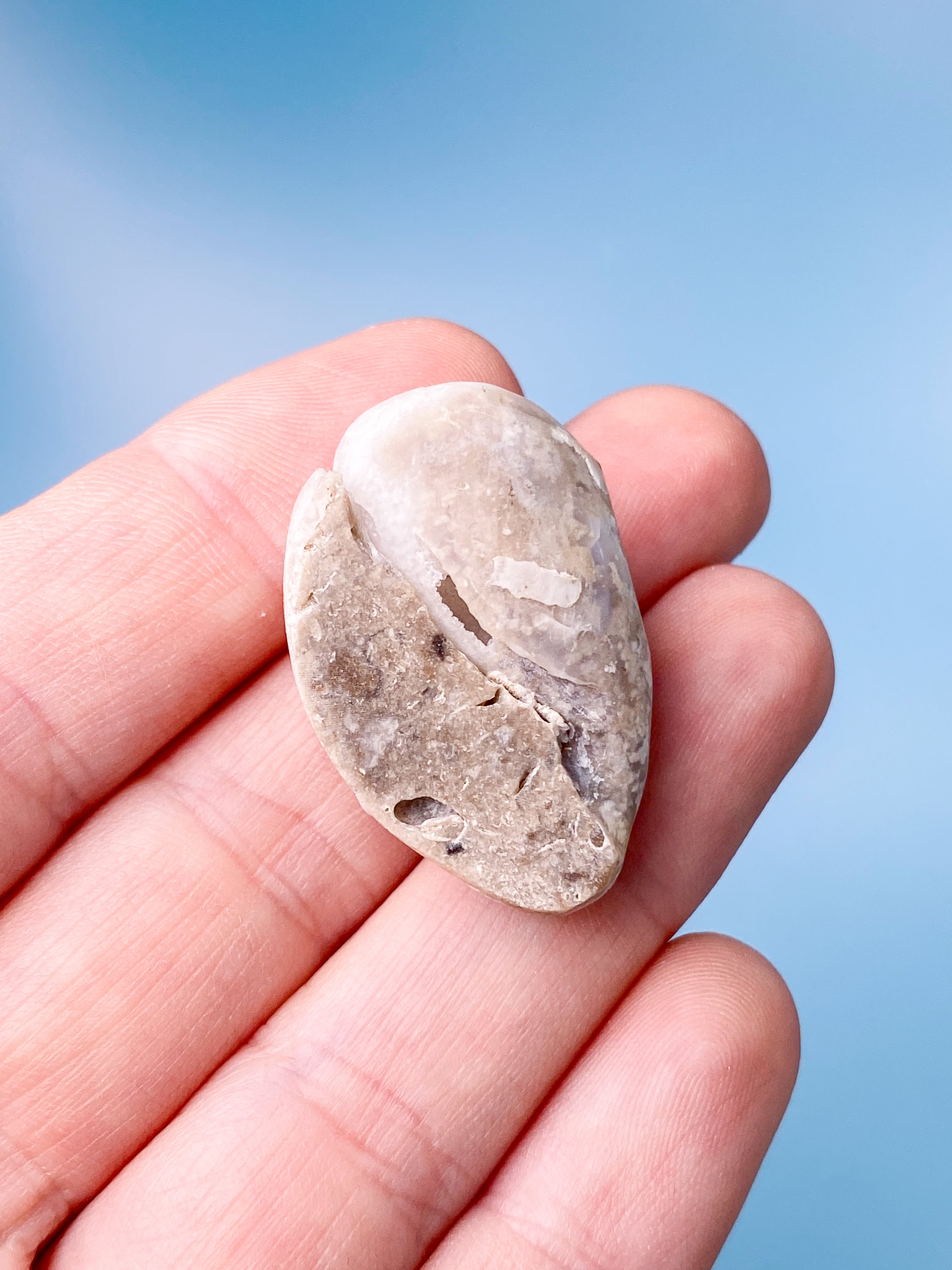 Druzy Konkylie Fossil (Nr. 20)
