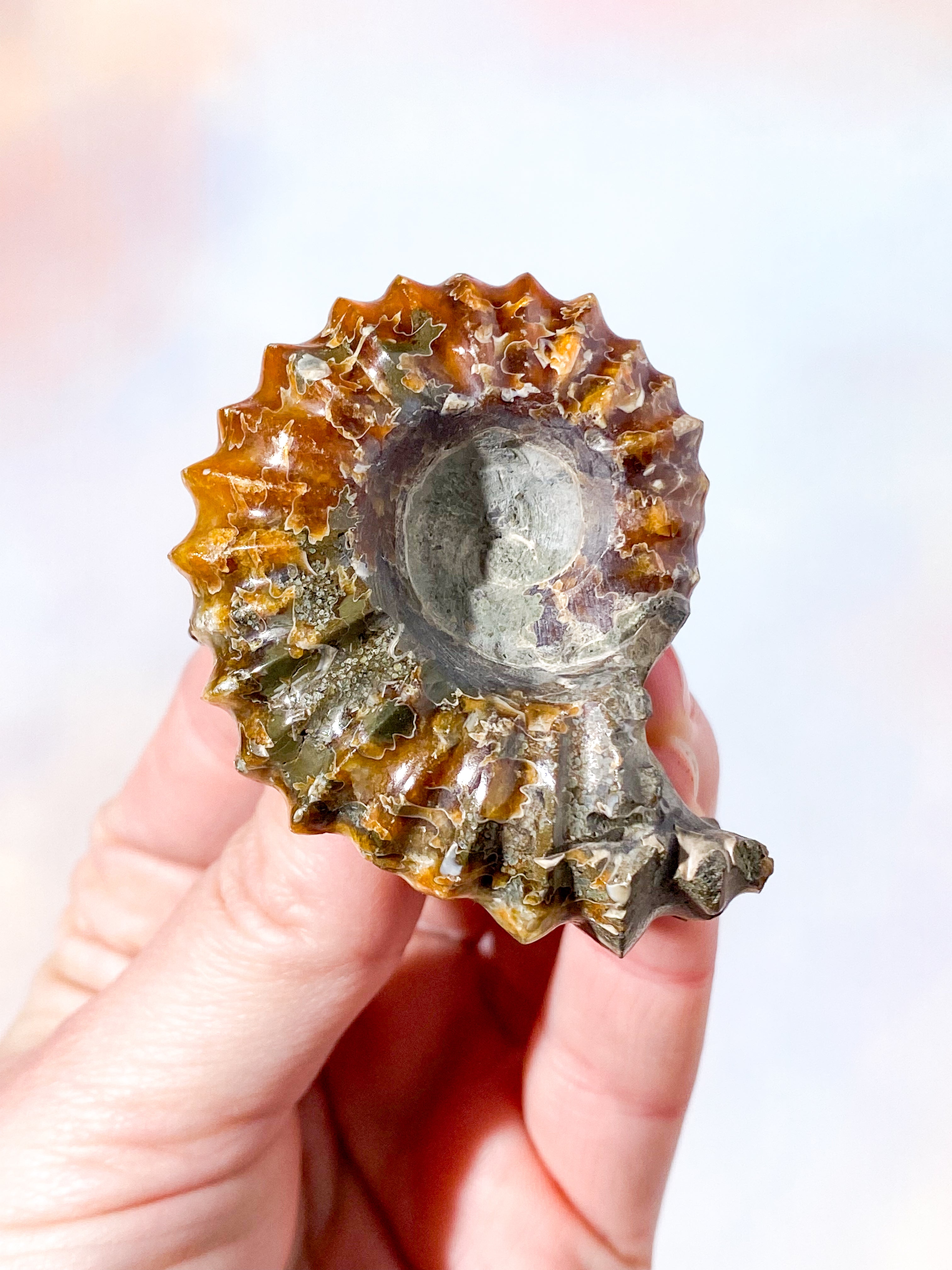 Douvilleiceras ammonitfossil (nr 1)