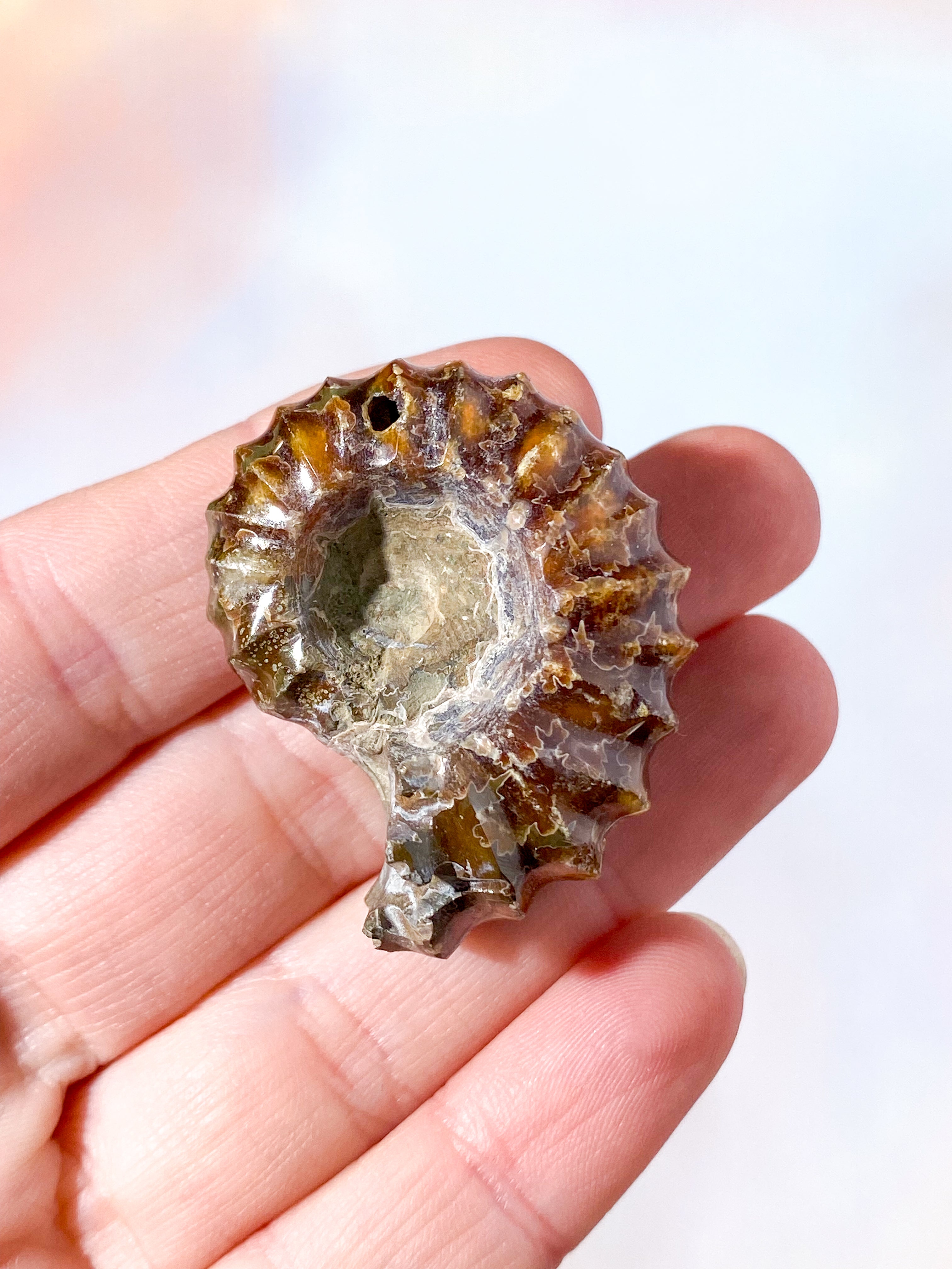 Douvilleiceras Ammonit Fossil (Nr. 6)