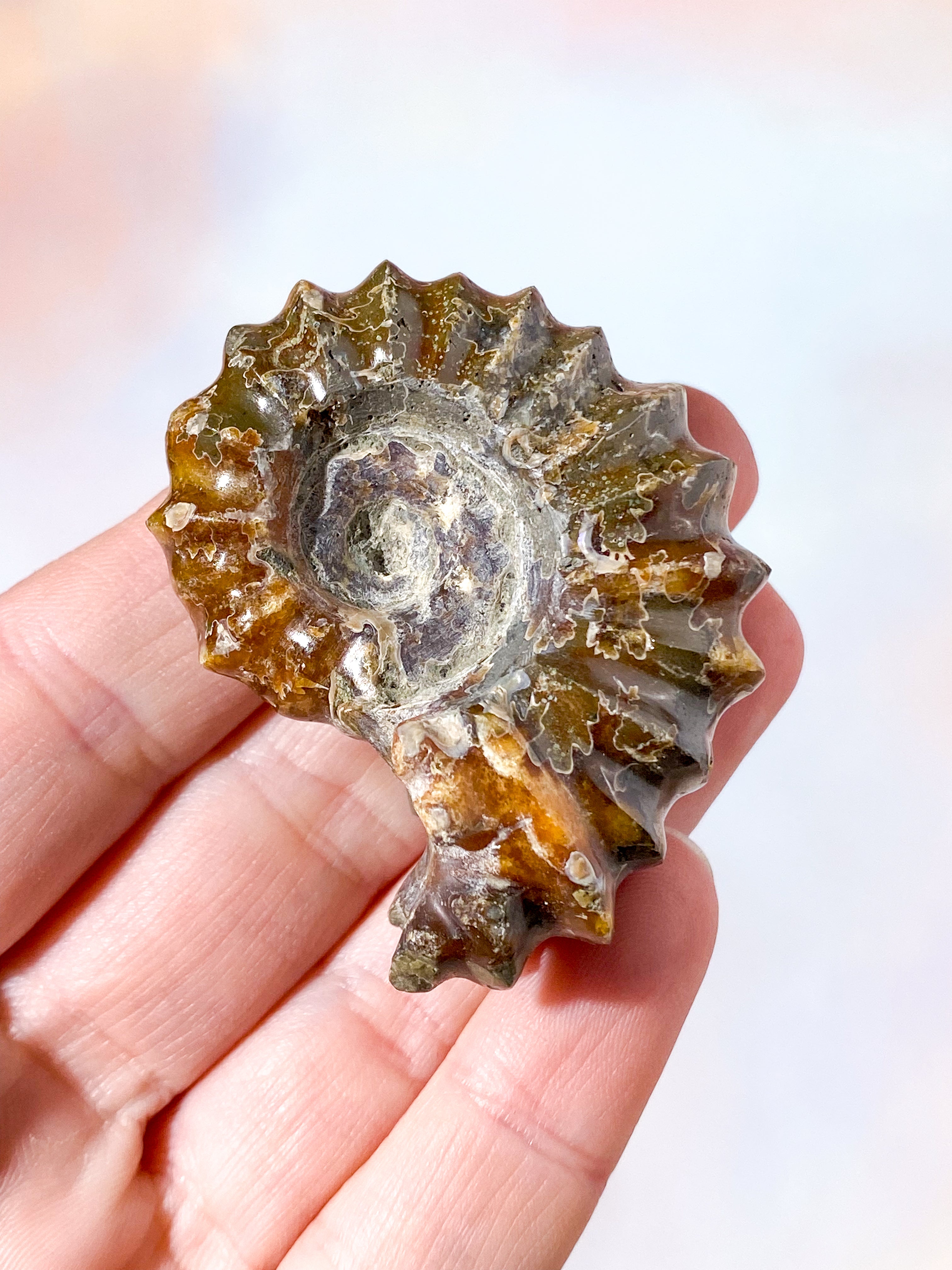Douvilleiceras Ammonit Fossil (Nr. 8)