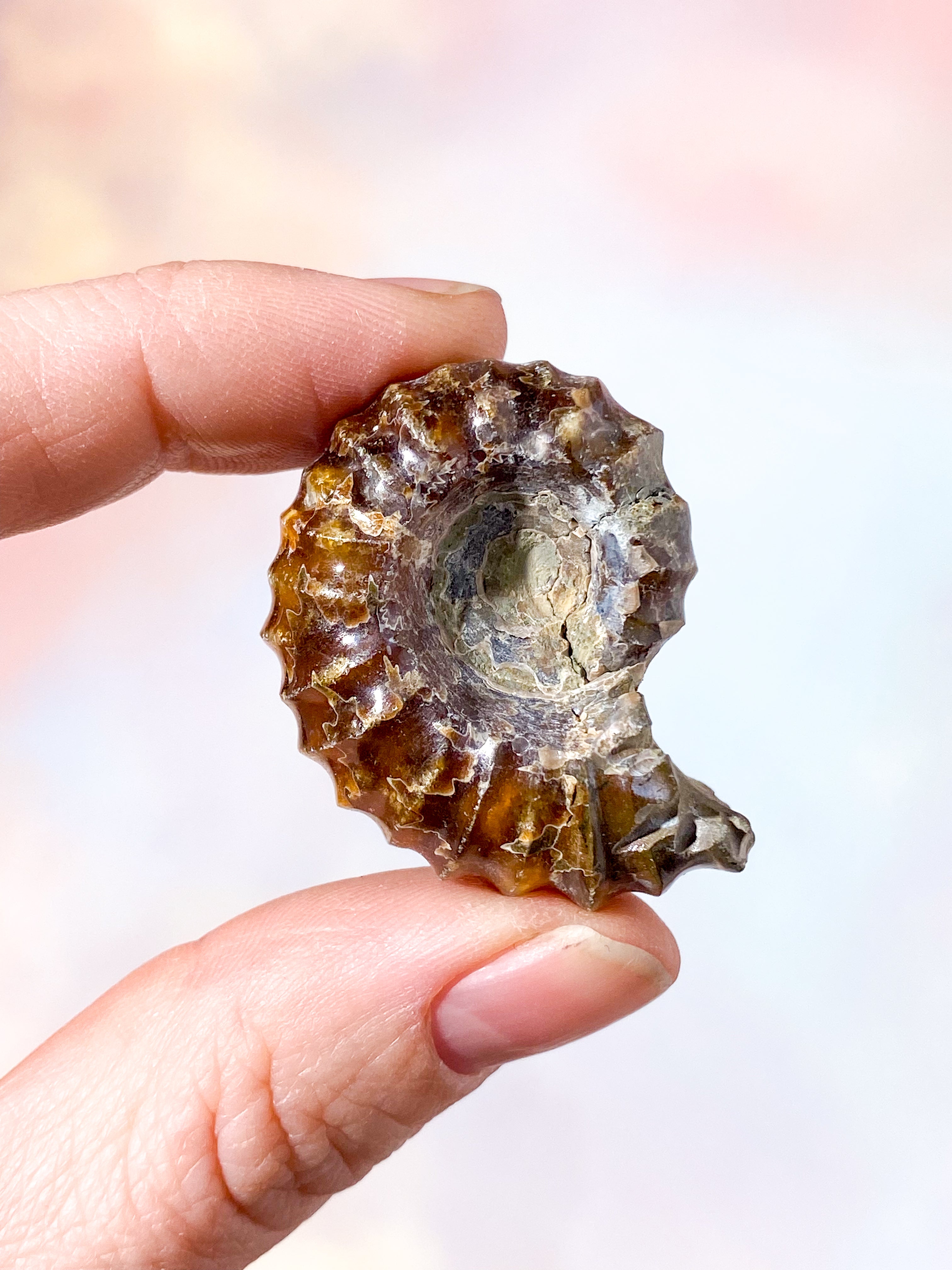 Douvilleiceras ammonitfossil (nr 9)