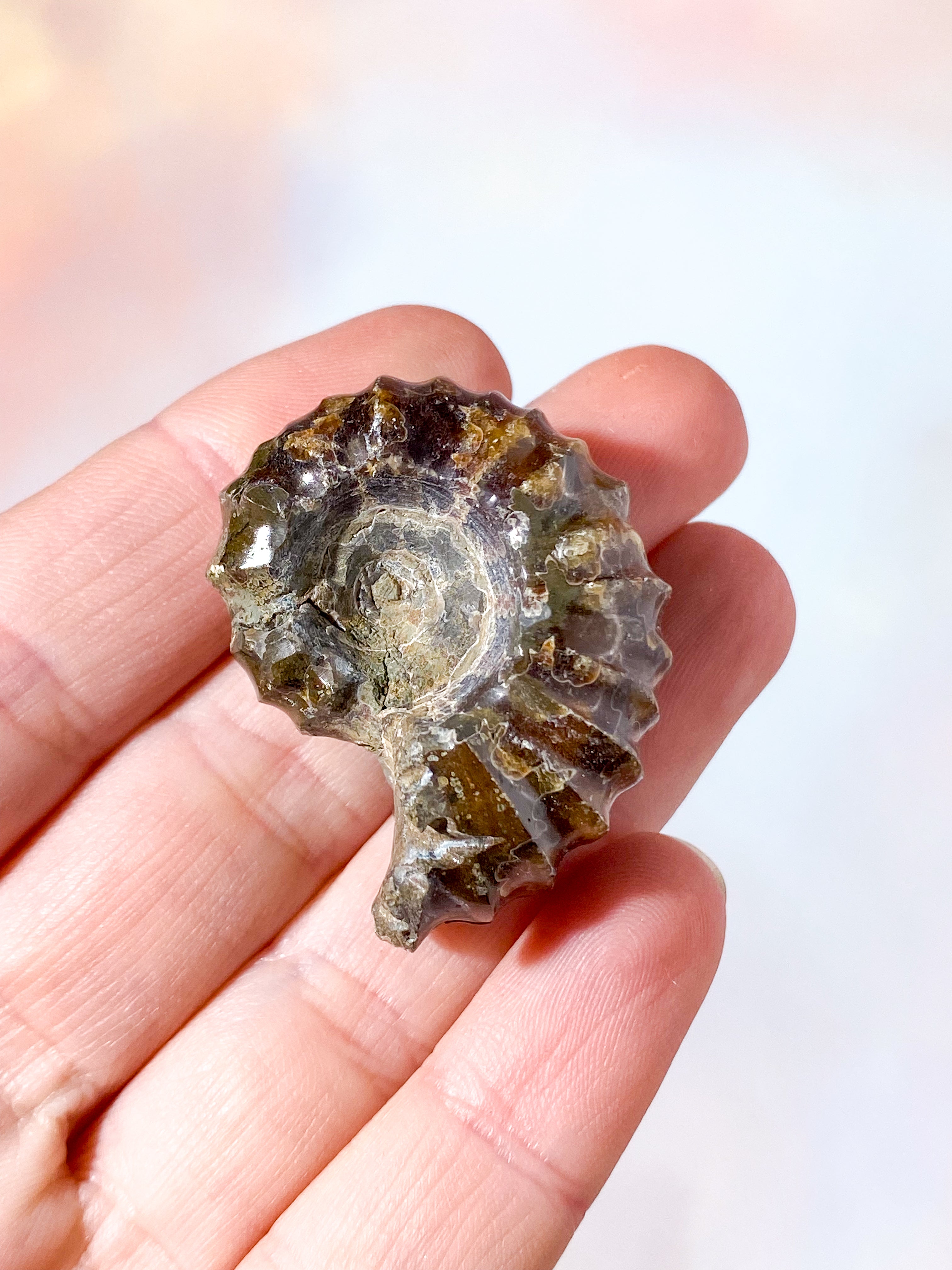 Douvilleiceras Ammonit Fossil (Nr. 9)