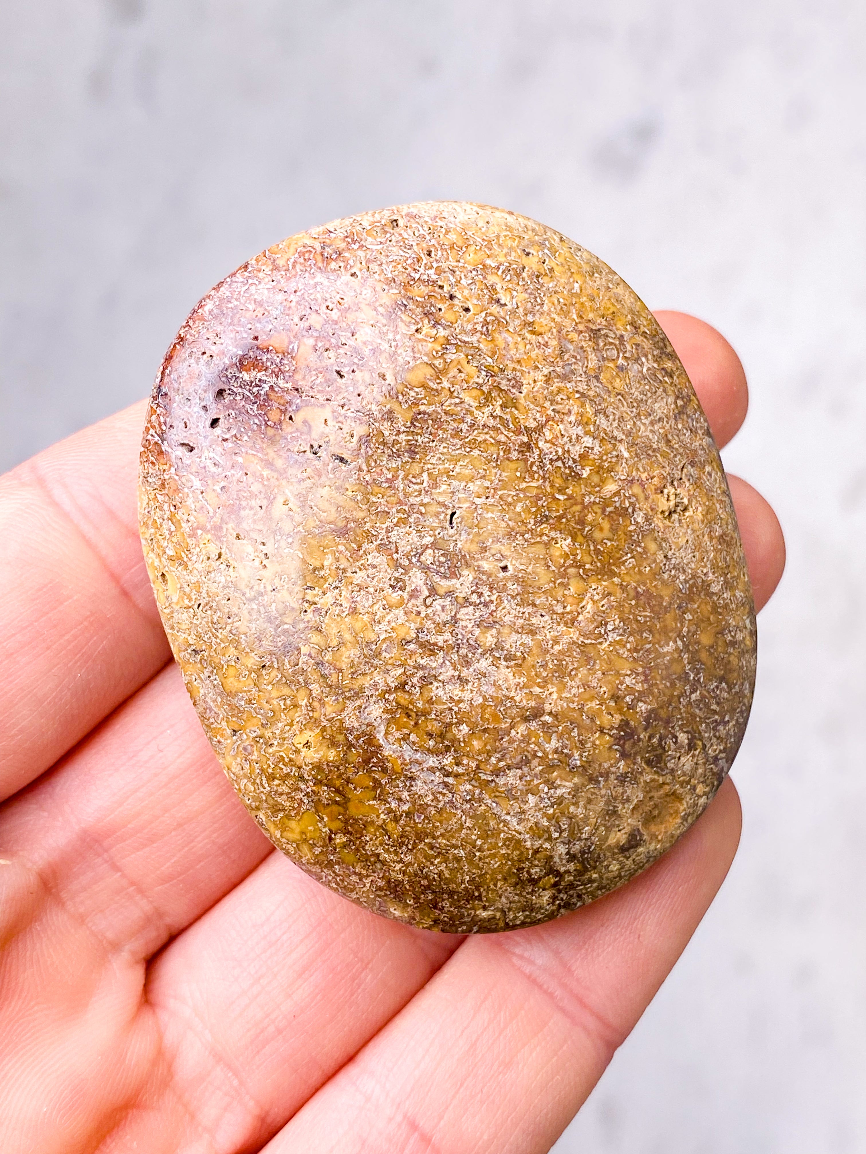 Dinosaur Knogle Palmstone (Nr. 6)