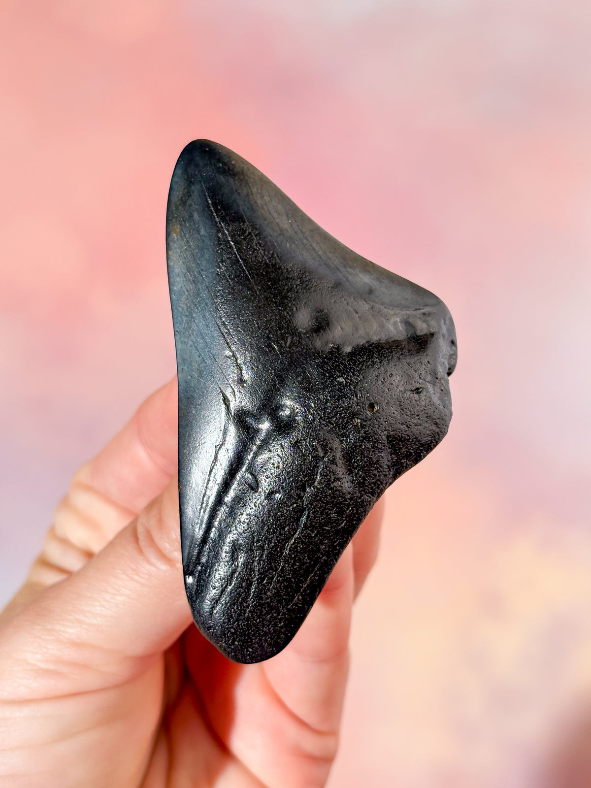 Megalodon Tand Fossil (Nr. 1)