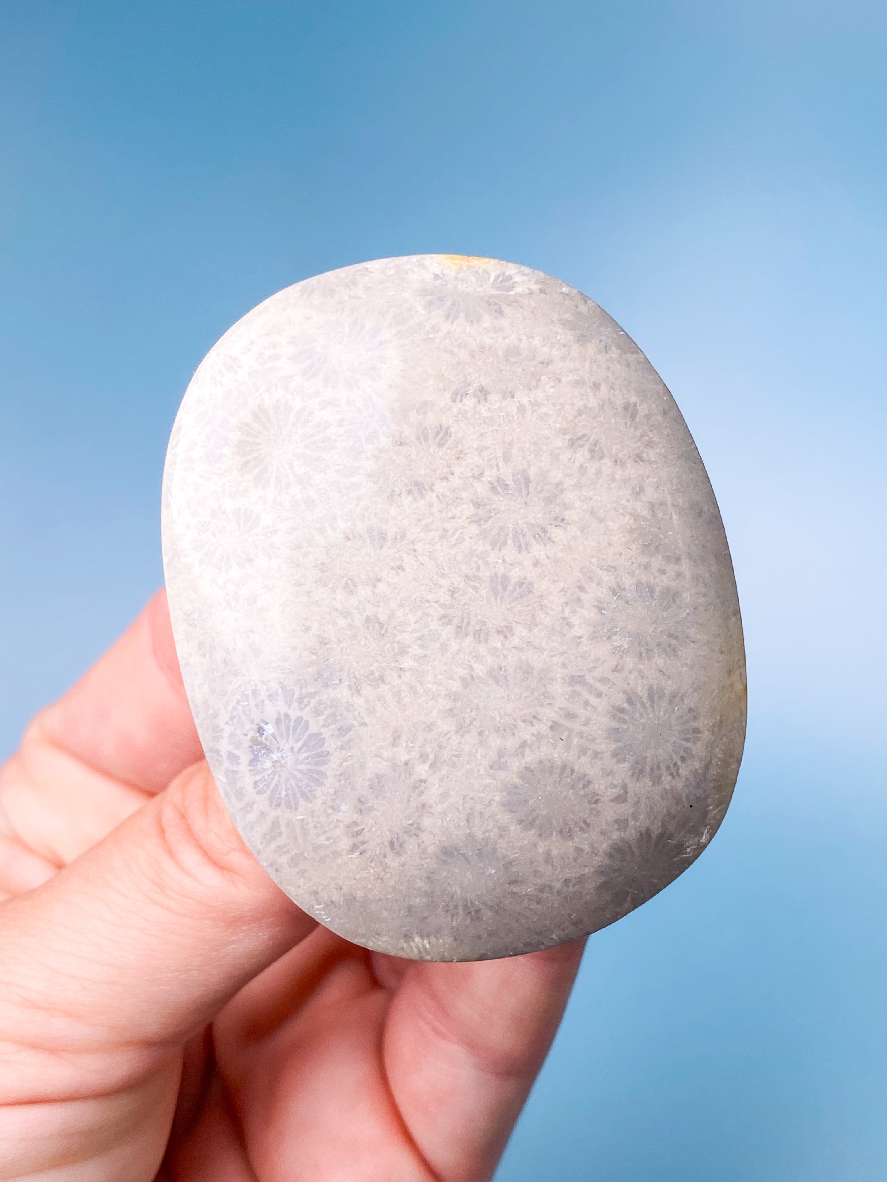 Koralrods Fossil Palmstone (Nr. 2)