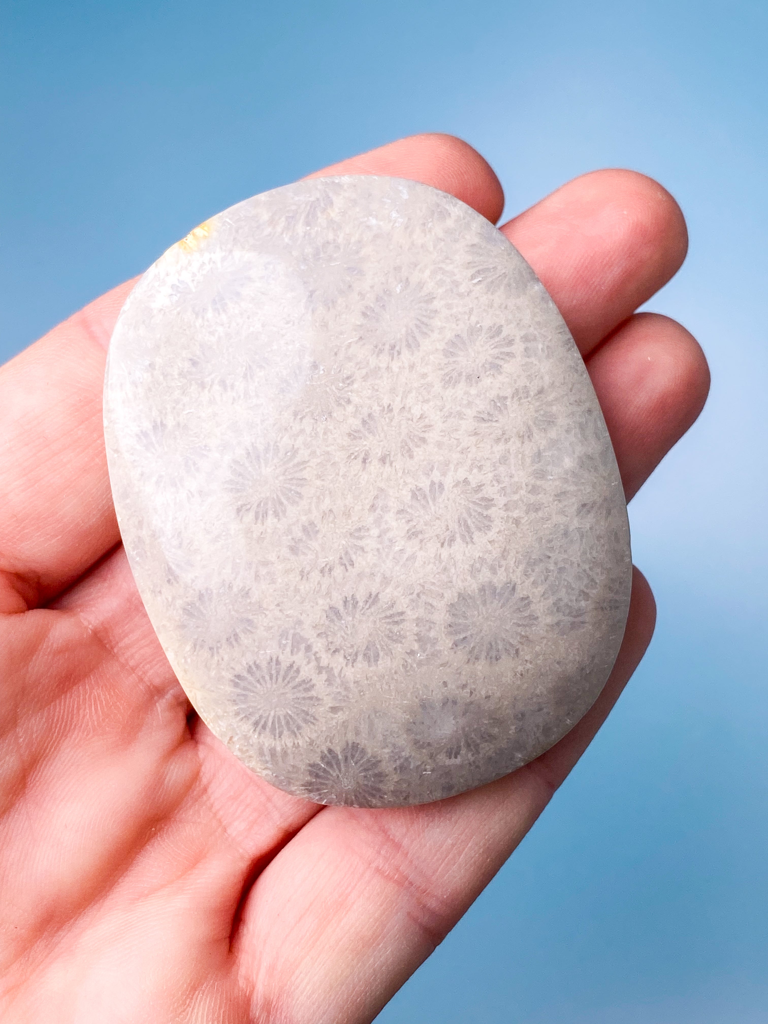 Koralrods Fossil Palmstone (Nr. 2)