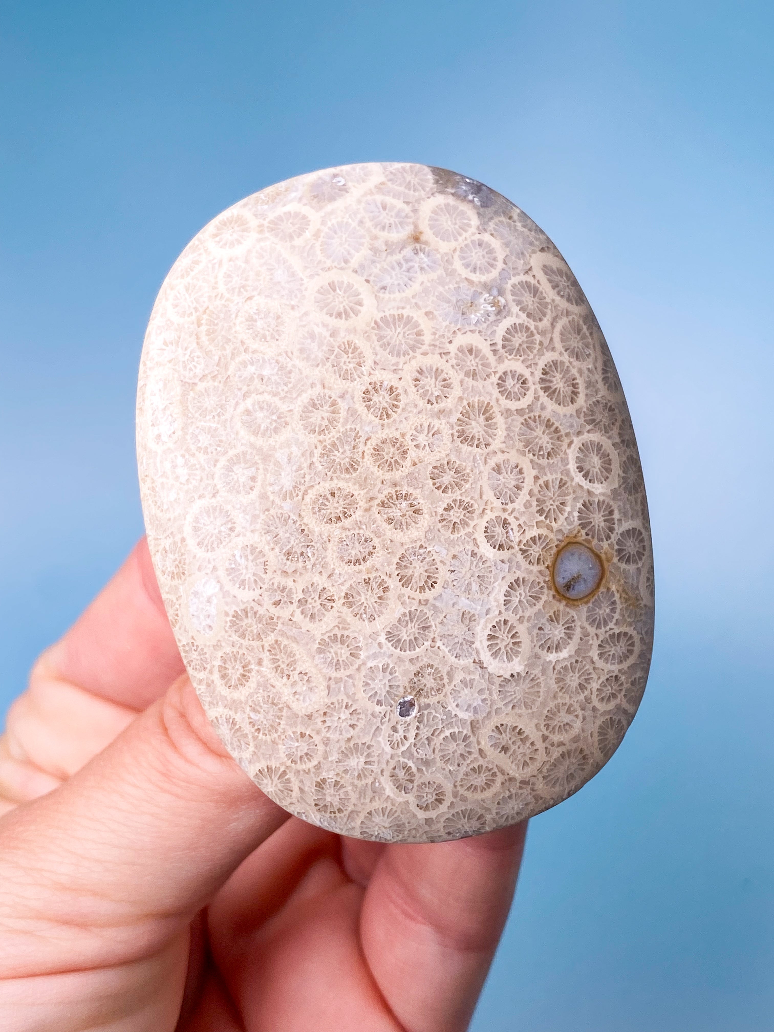 Koralrods Fossil Palmstone (Nr. 5)