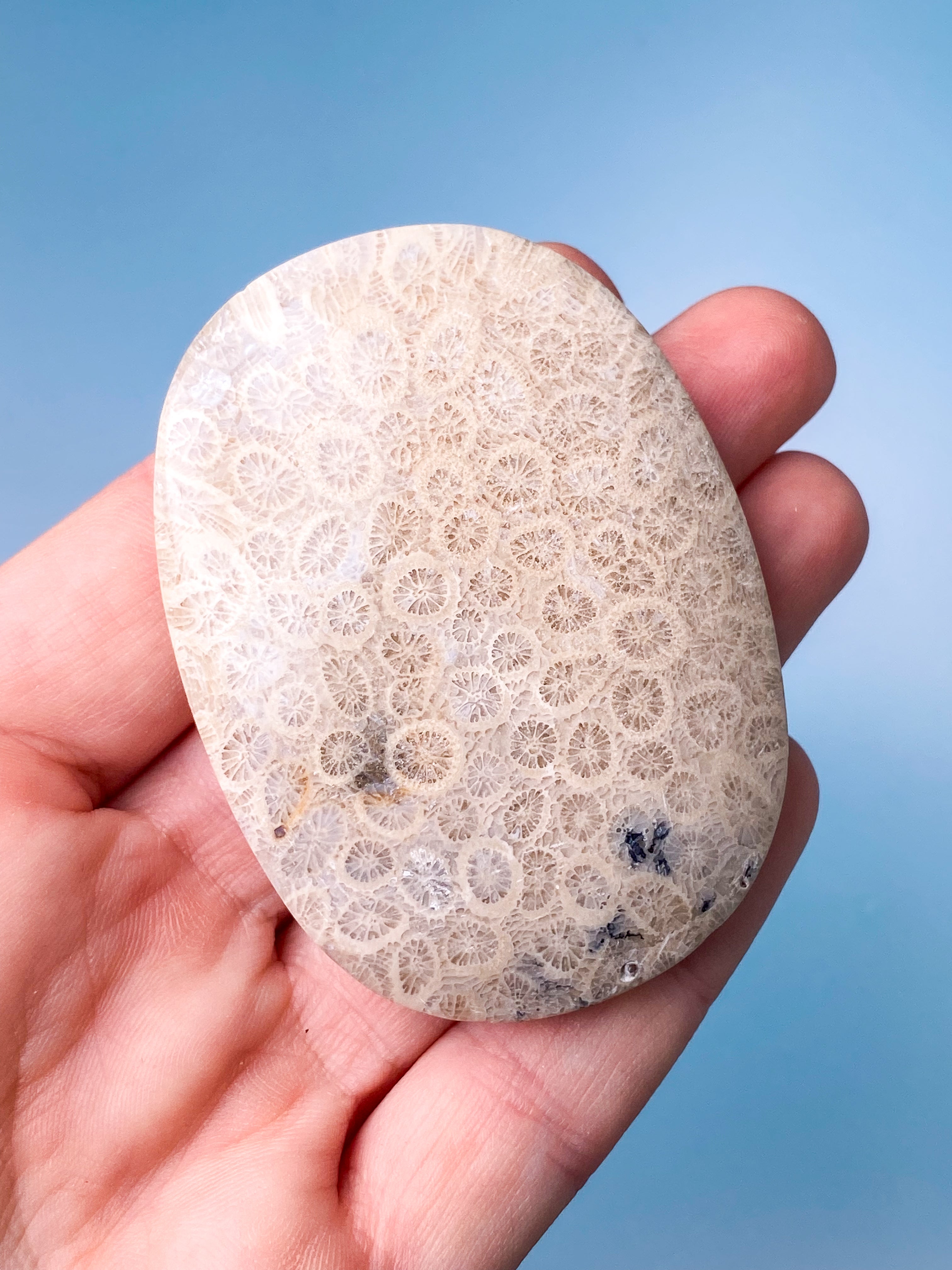 Koralrods Fossil Palmstone (Nr. 5)