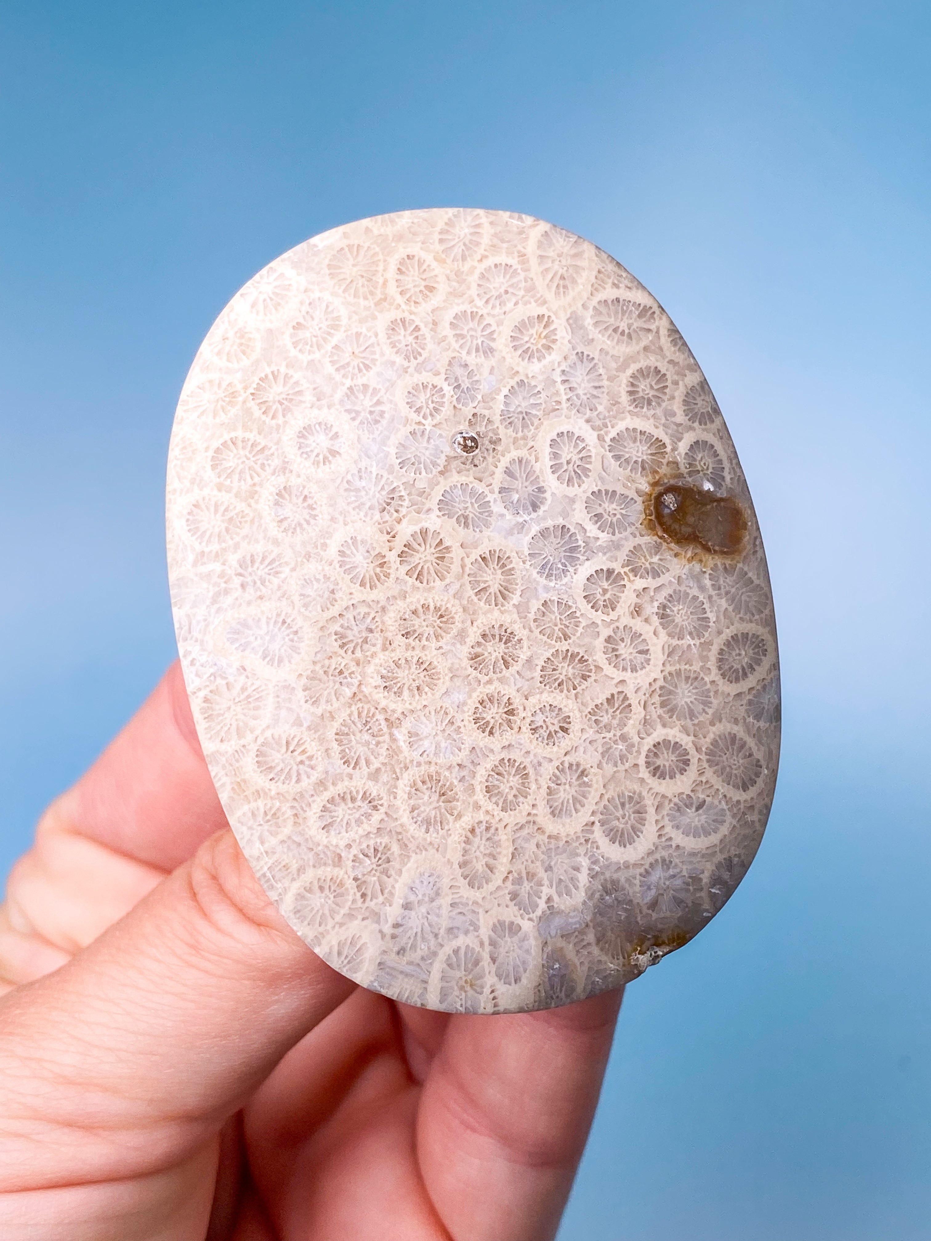 Koralrods Fossil Palmstone (Nr. 6)