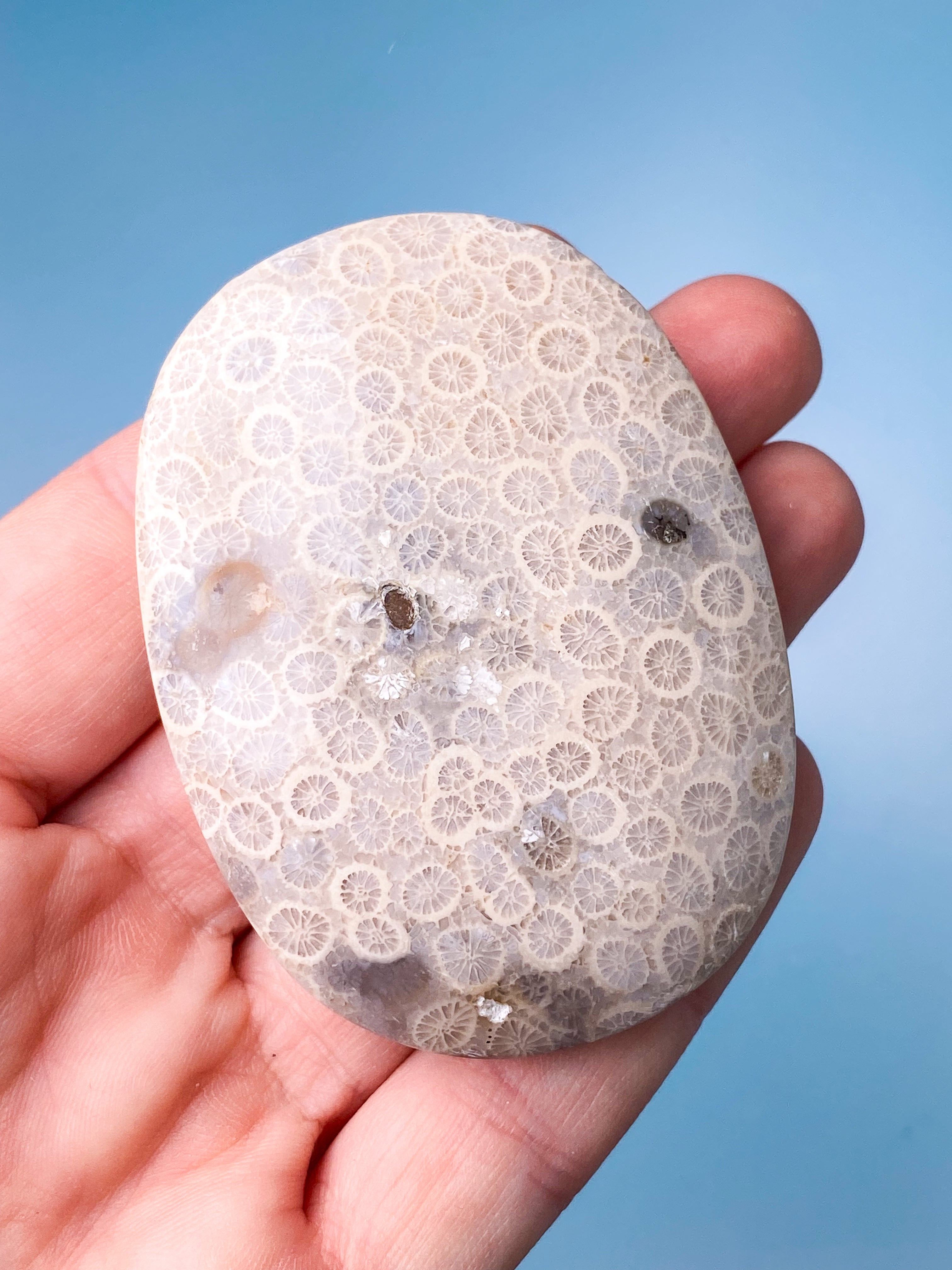 Koralrods Fossil Palmstone (Nr. 6)