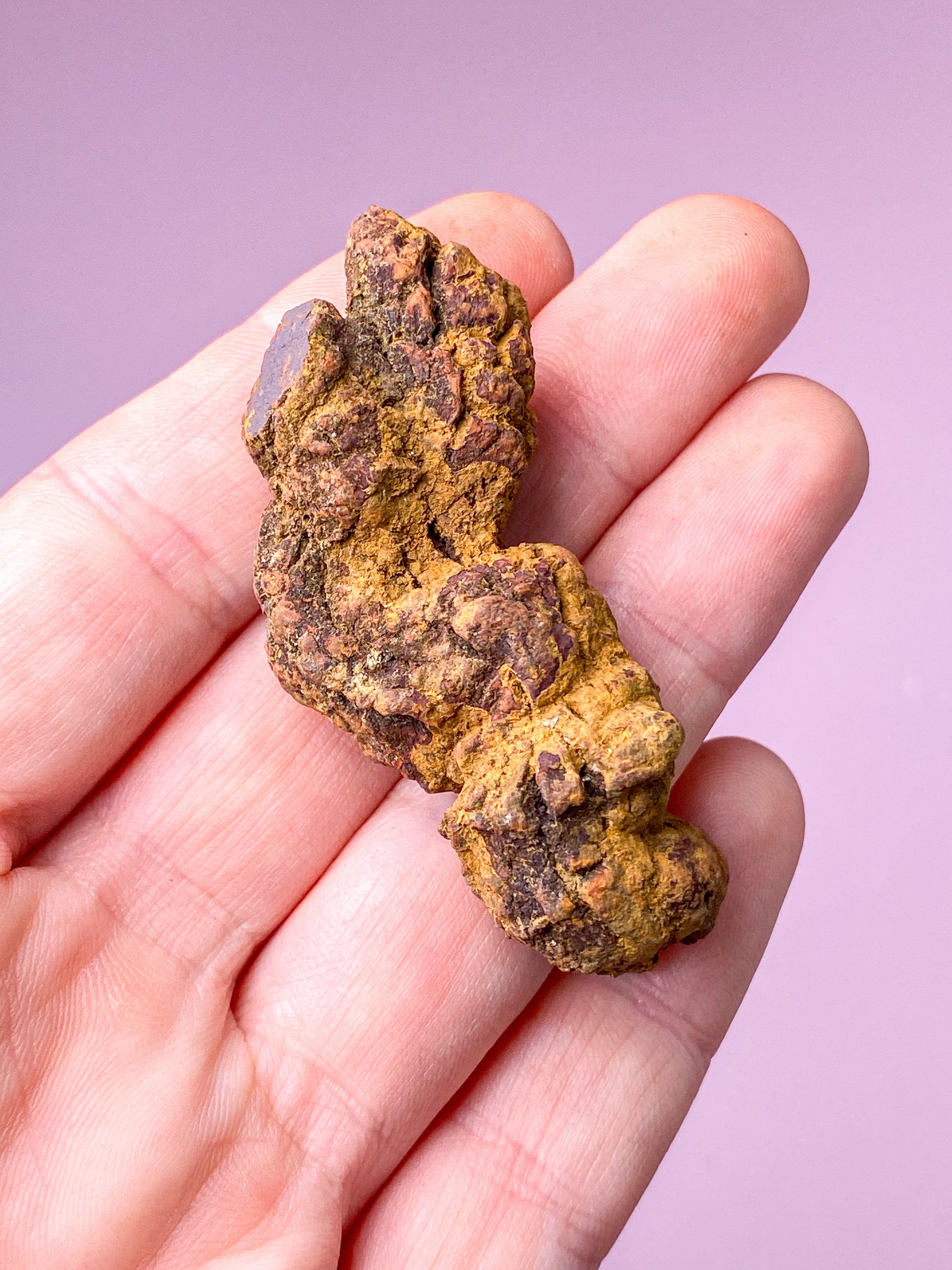 Koprolit Fossil (Nr. 5)