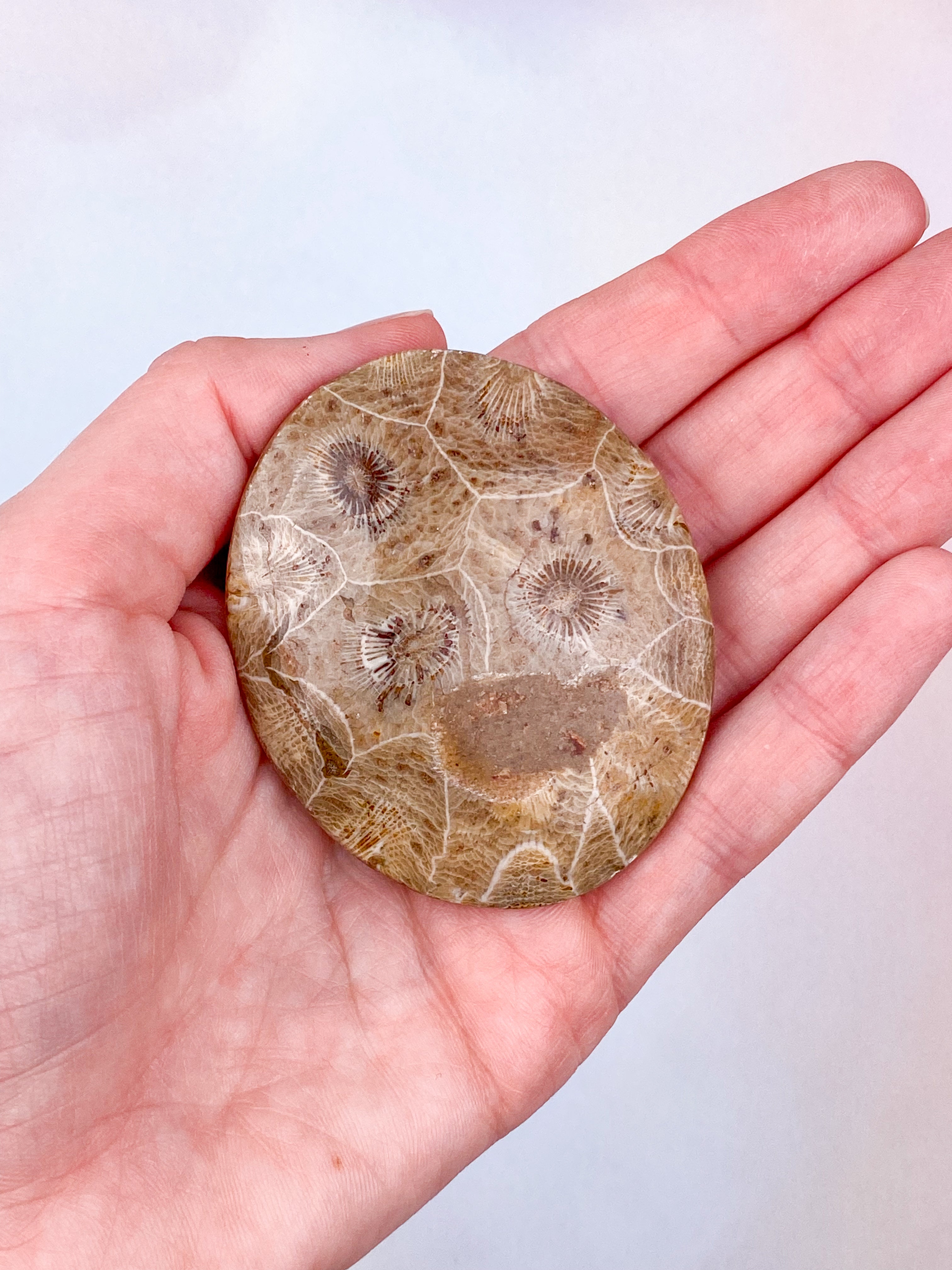 Koralrods Fossil Palmstone (Nr. 10)