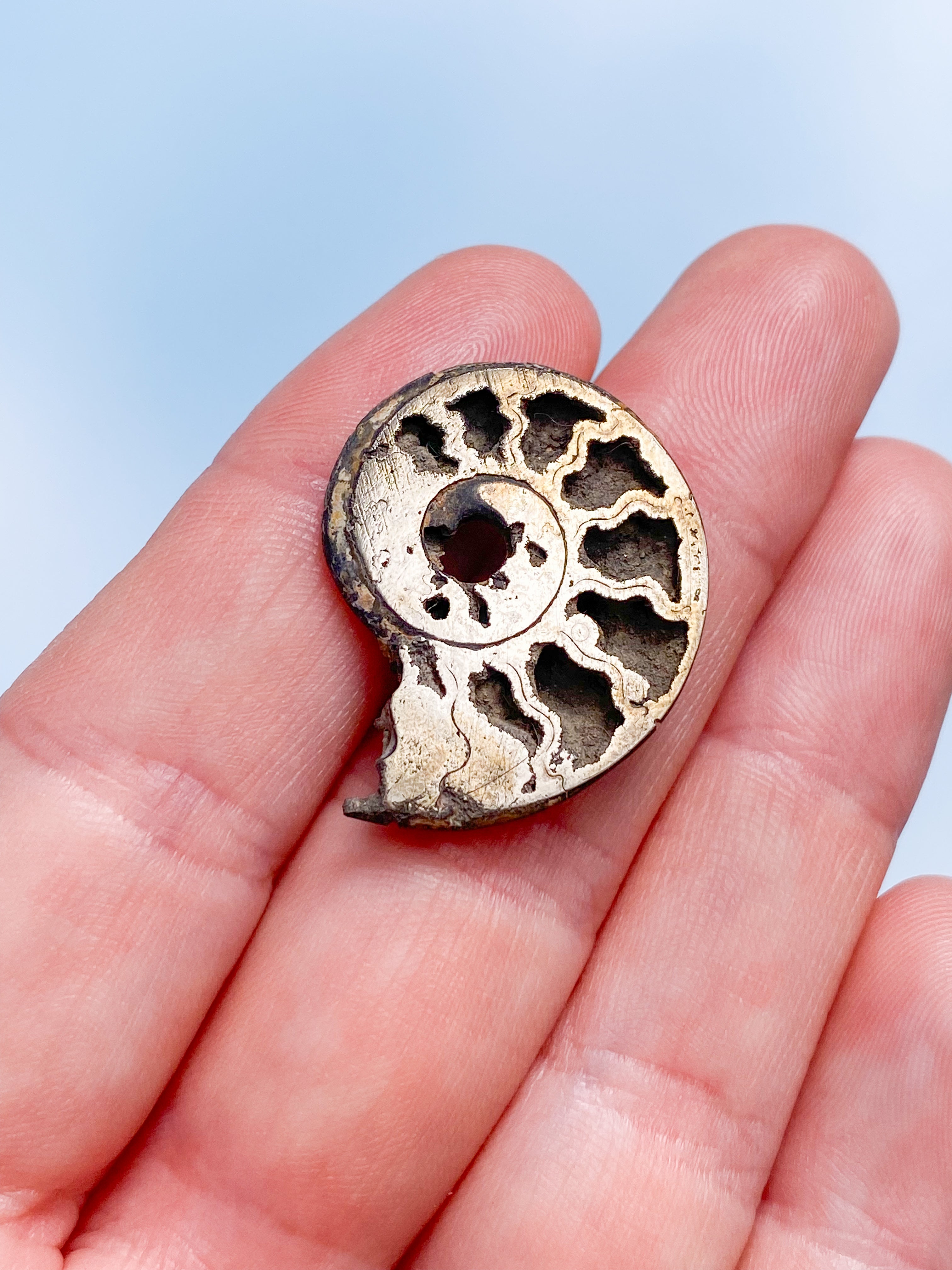 Ammonit Fossil med Pyrit (Nr. 7) Pyrit efter Ammonit