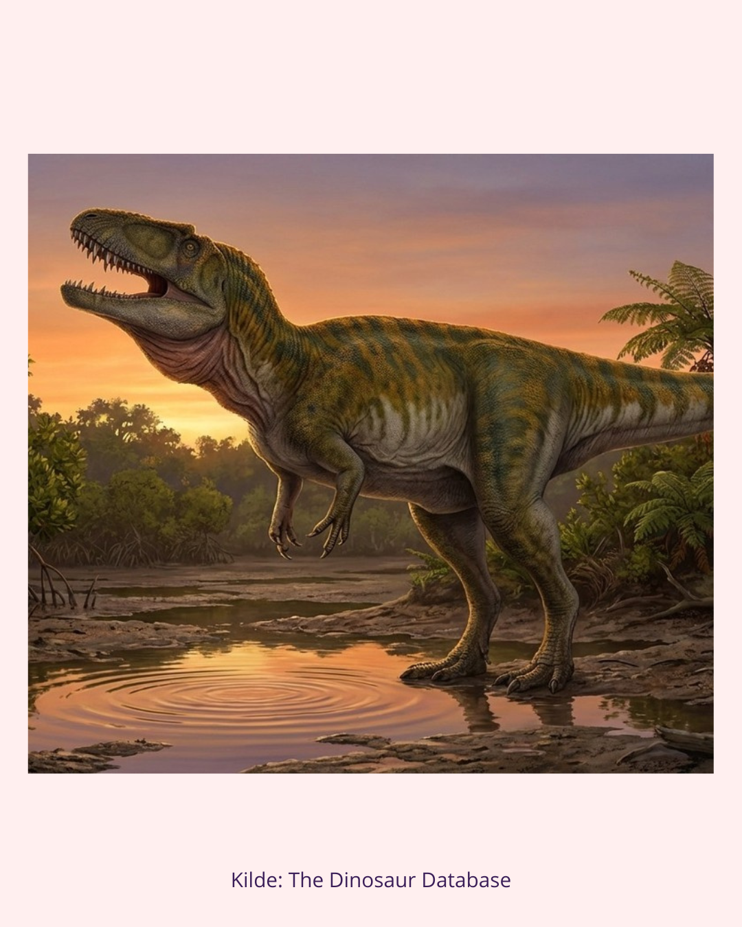 Carcharodontosaurus Tandfossil (Nr. 9)