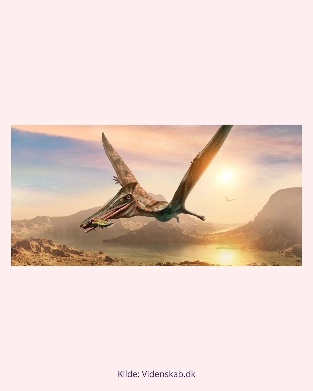 Pterosaur Tand Fossil (Nr. 5) Flyveøgle
