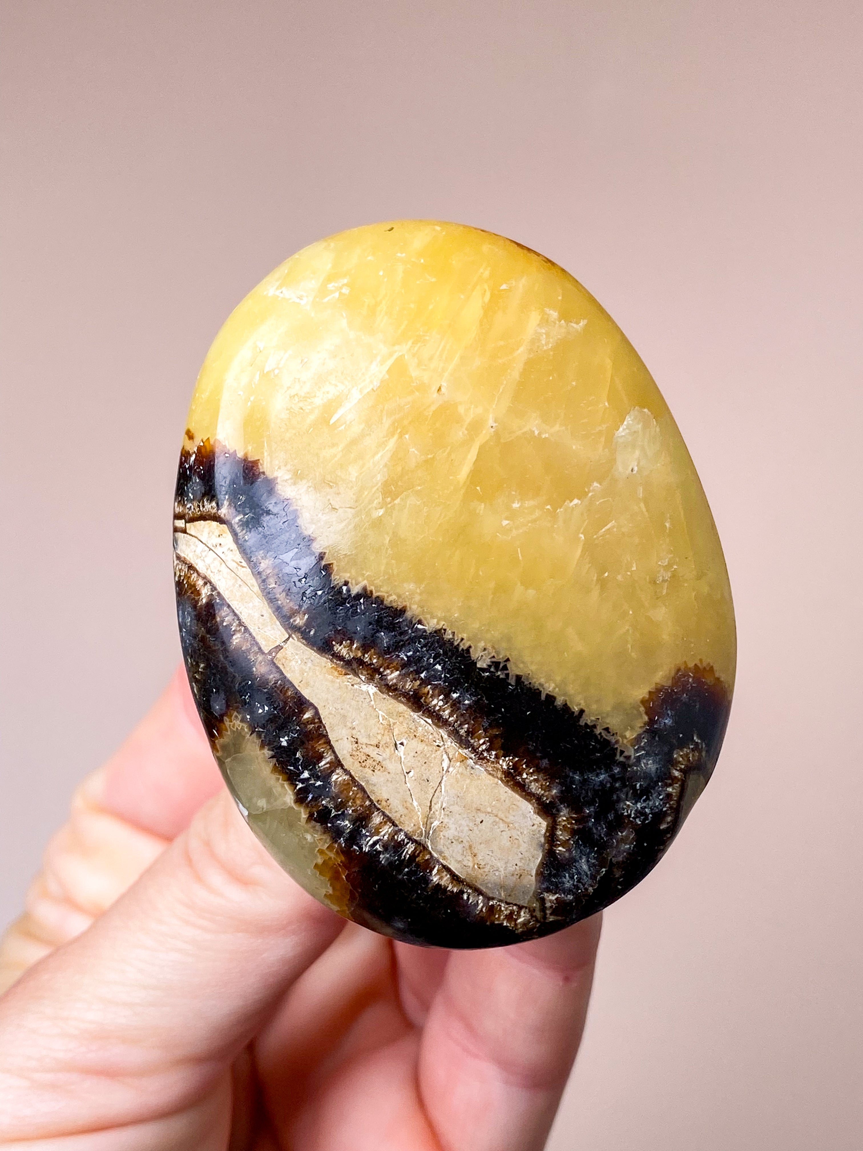 Septarie Palmstone (Nr. 1)