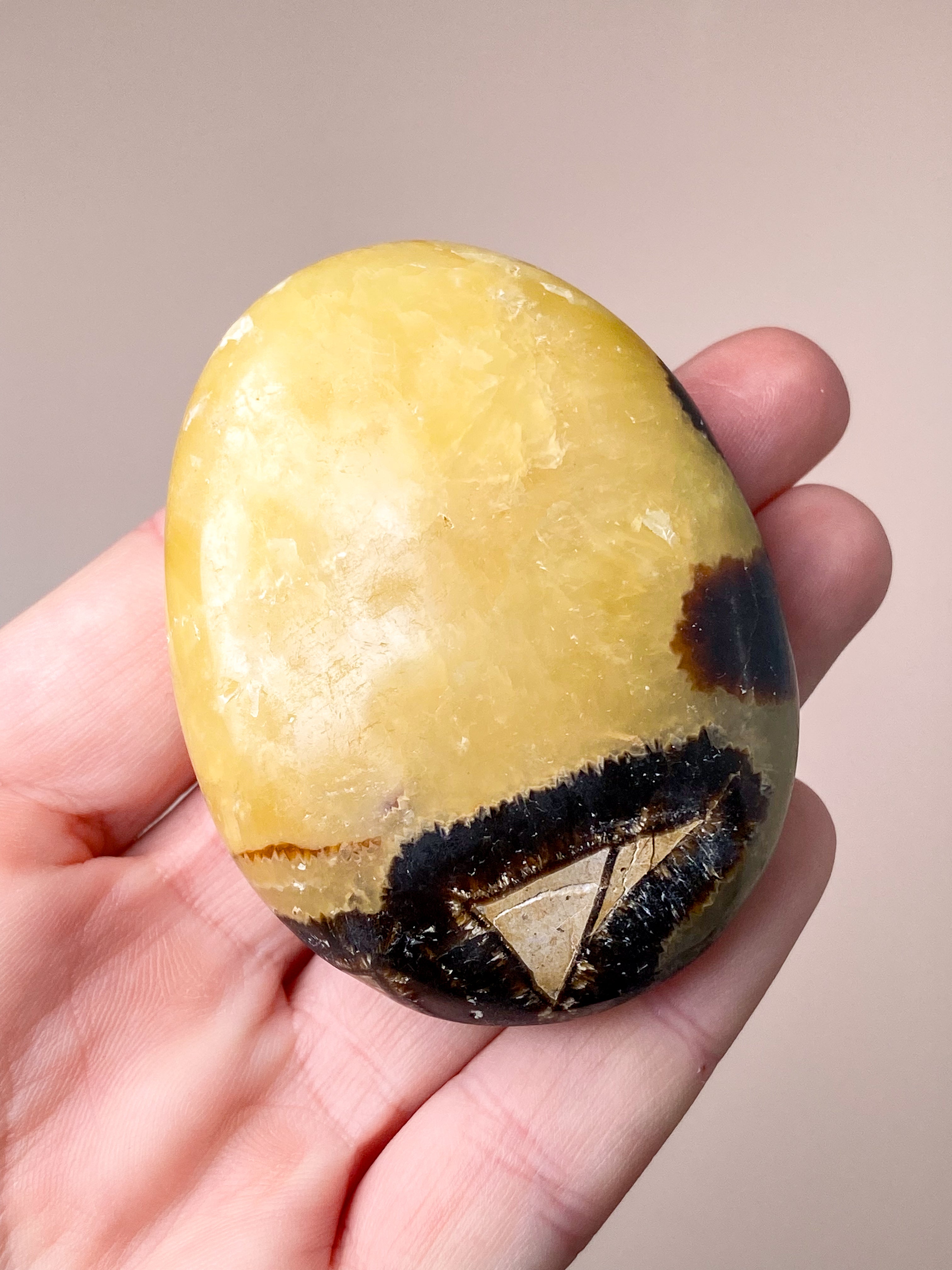 Septarie Palmstone (Nr. 1)