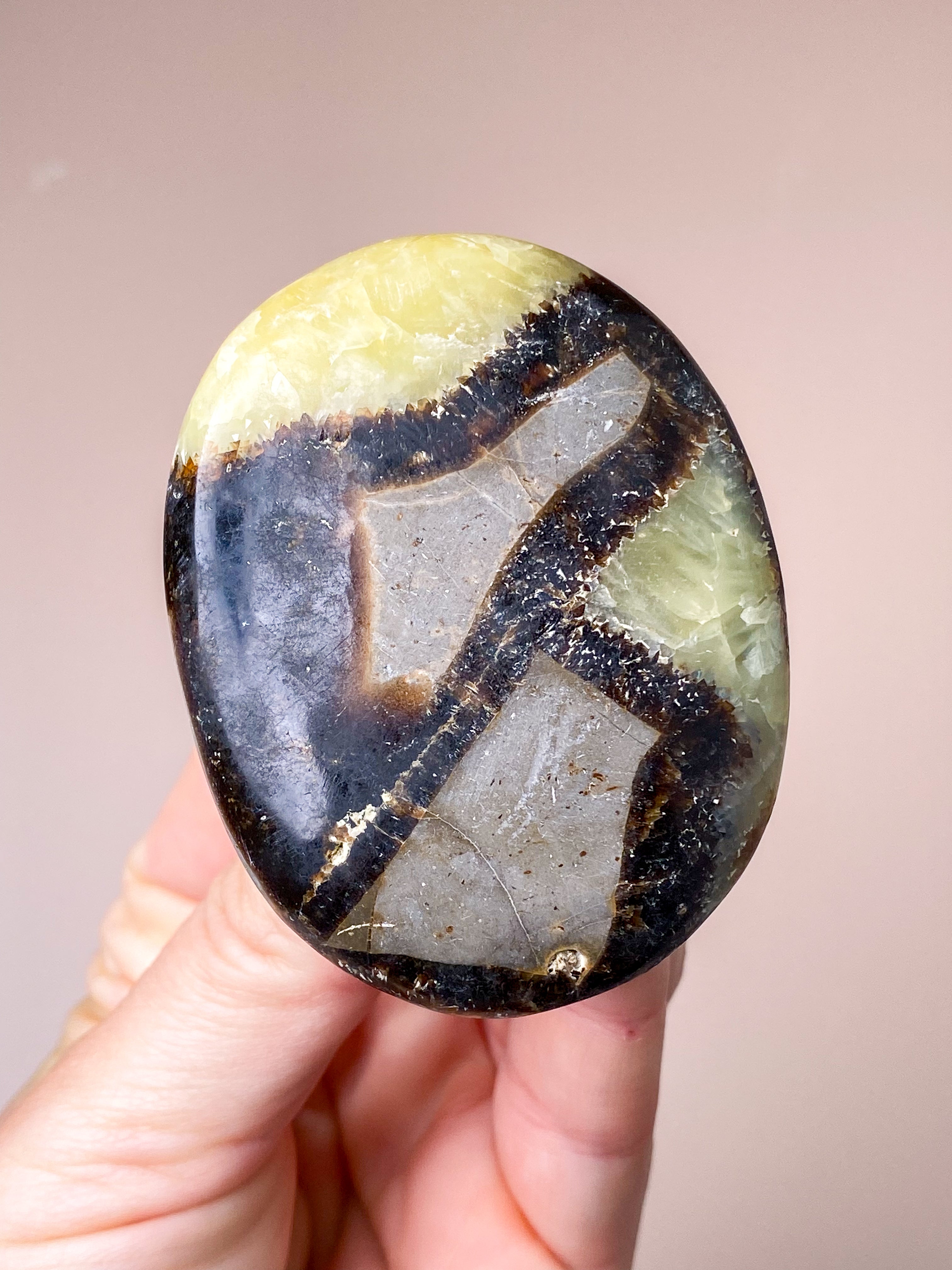 Septarie Palmstone (Nr. 7)