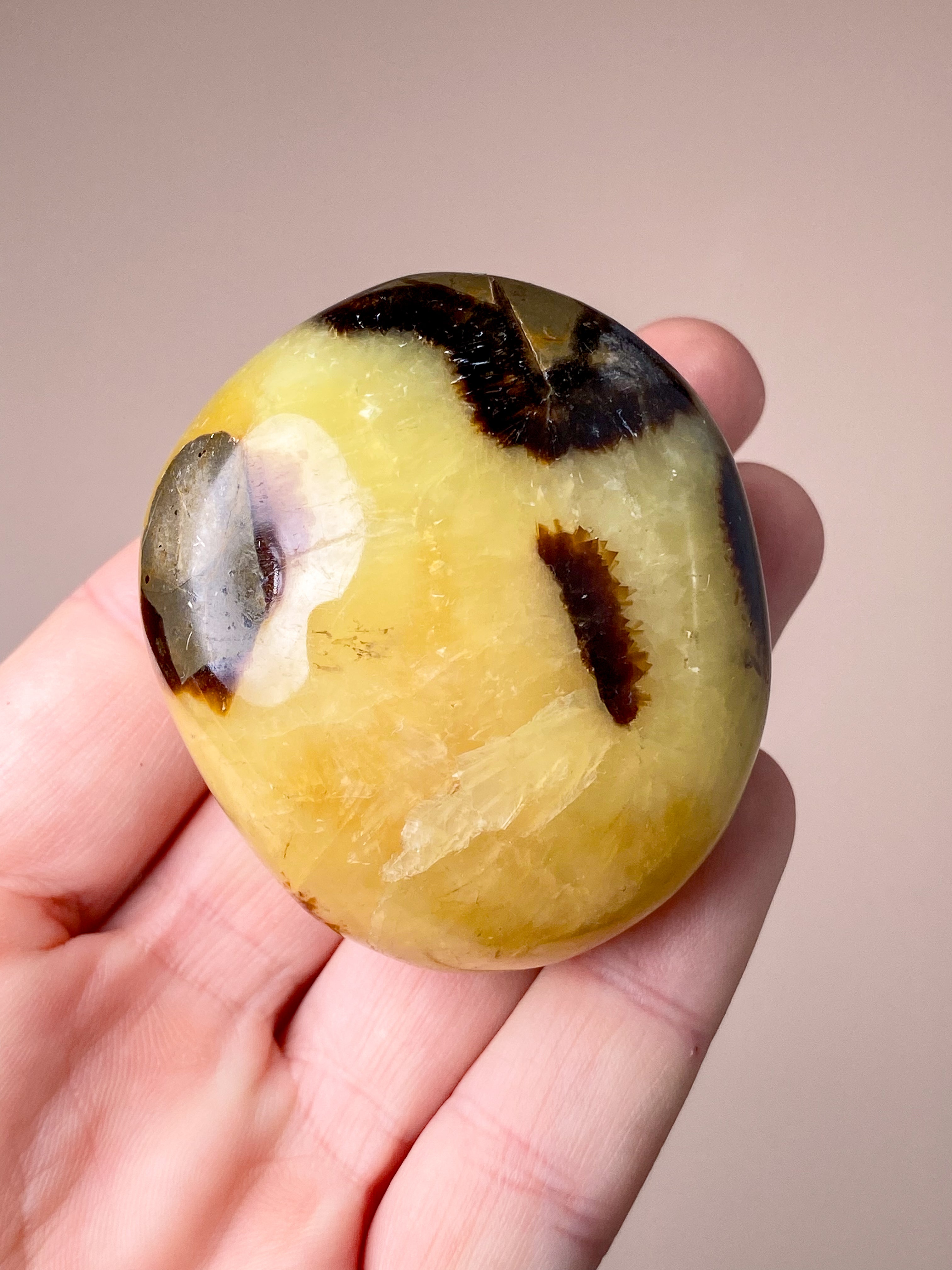 Septarie Palmstone (Nr. 8)