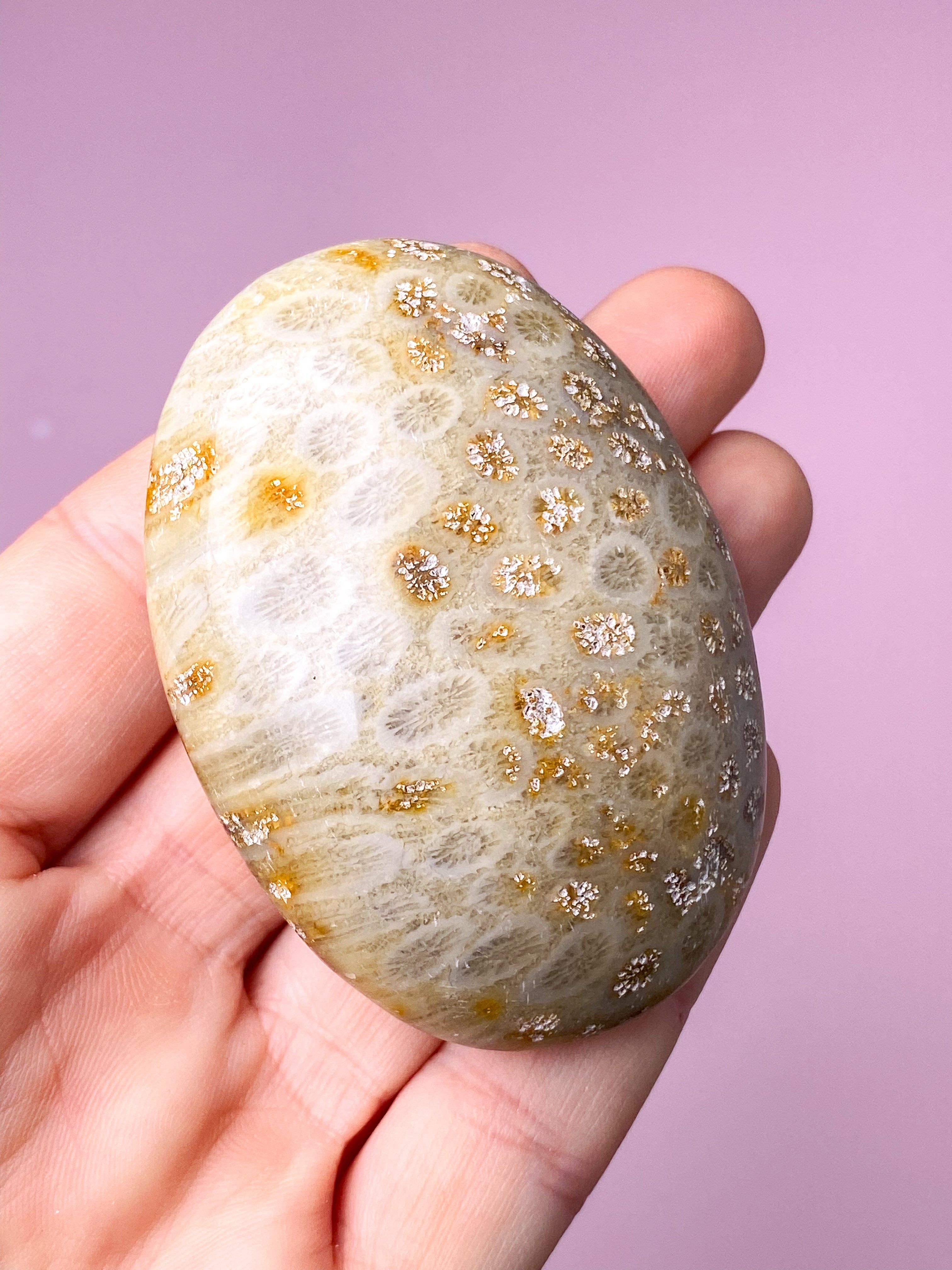 Koralrods Fossil Palmstone (Nr. 1)