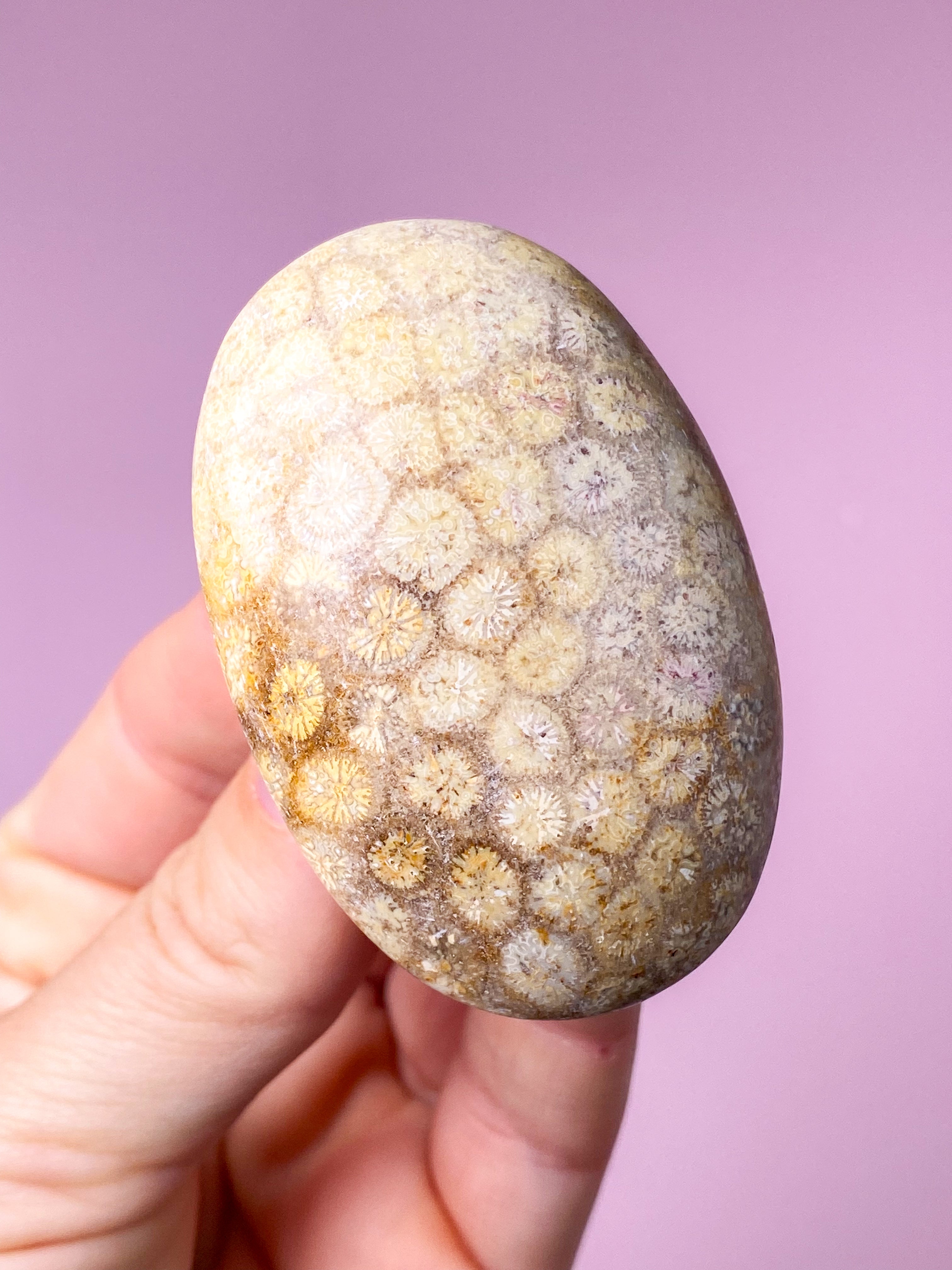 Koralrods Fossil Palmstone (Nr. 5)