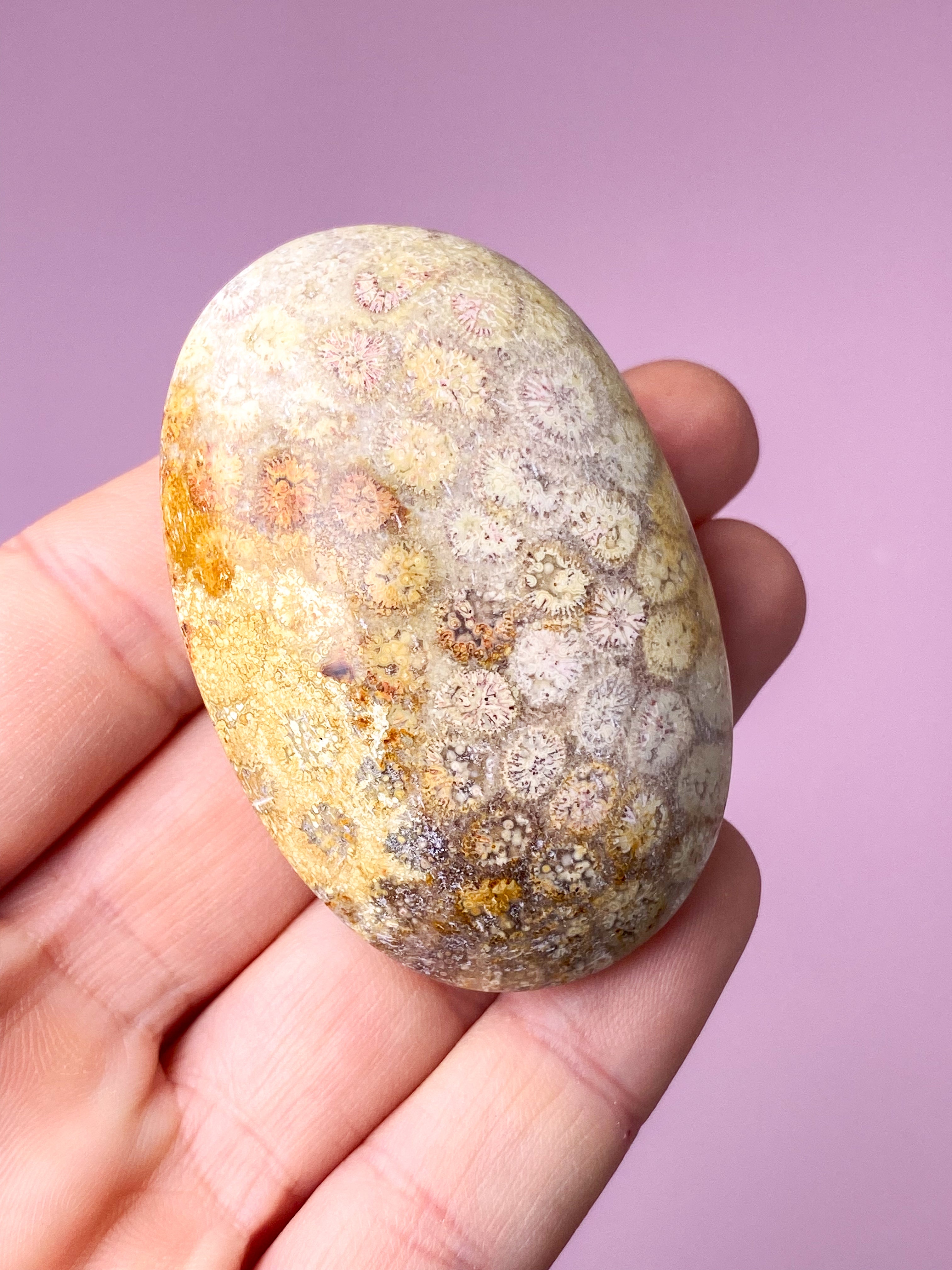 Koralrods Fossil Palmstone (Nr. 5)