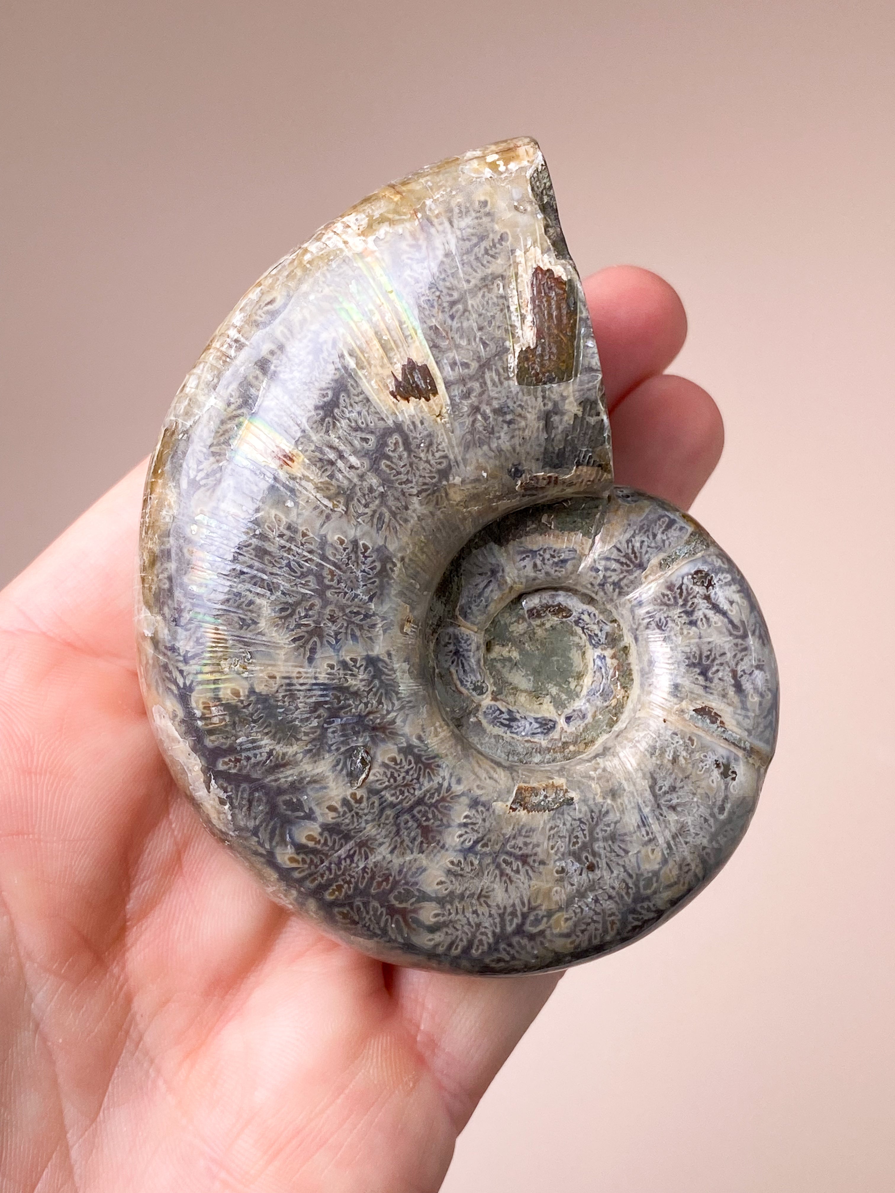 Nautilus Fossil (Nr. 2)