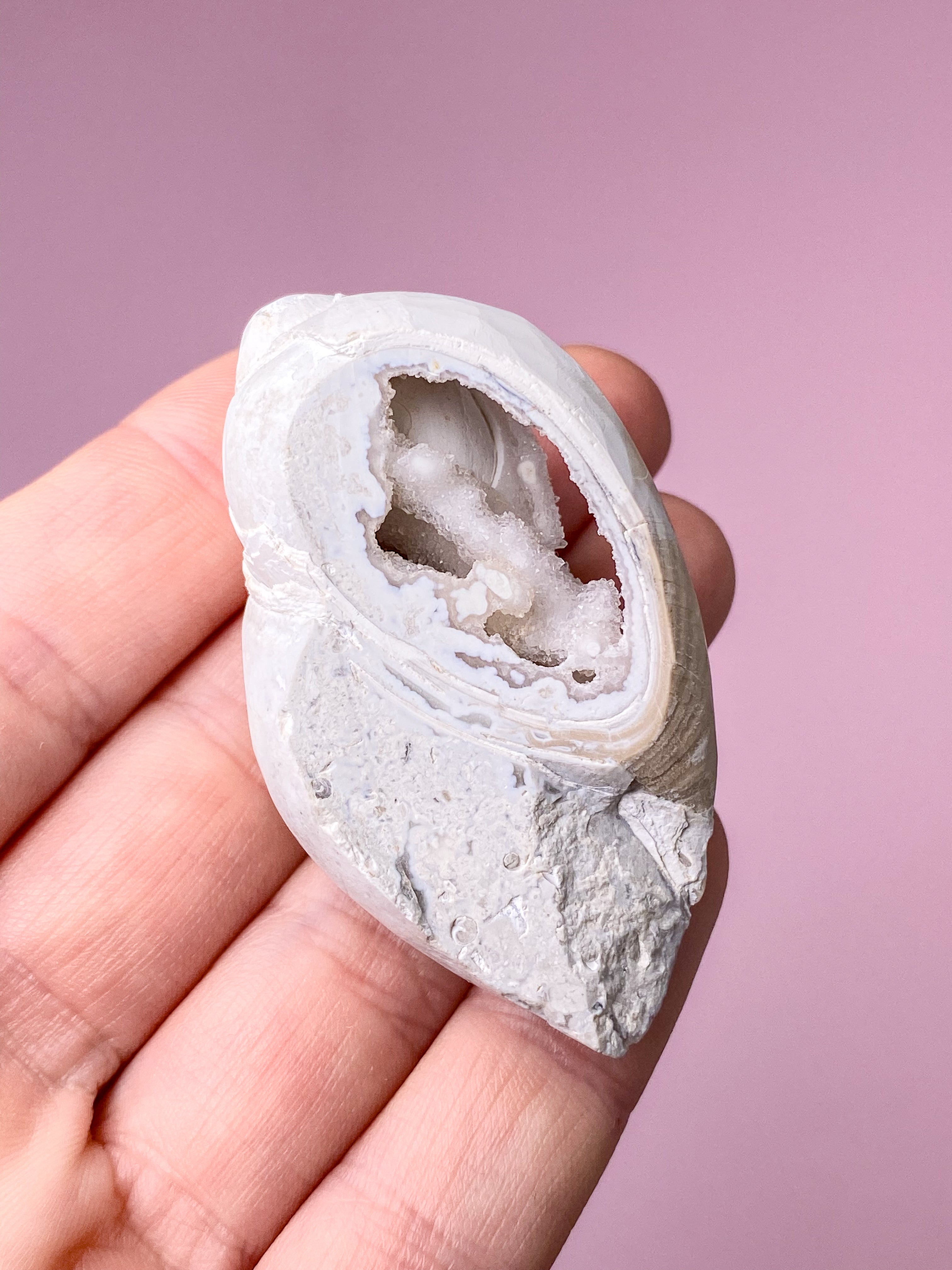 Druzy Konkylie Fossil (Nr. 24)