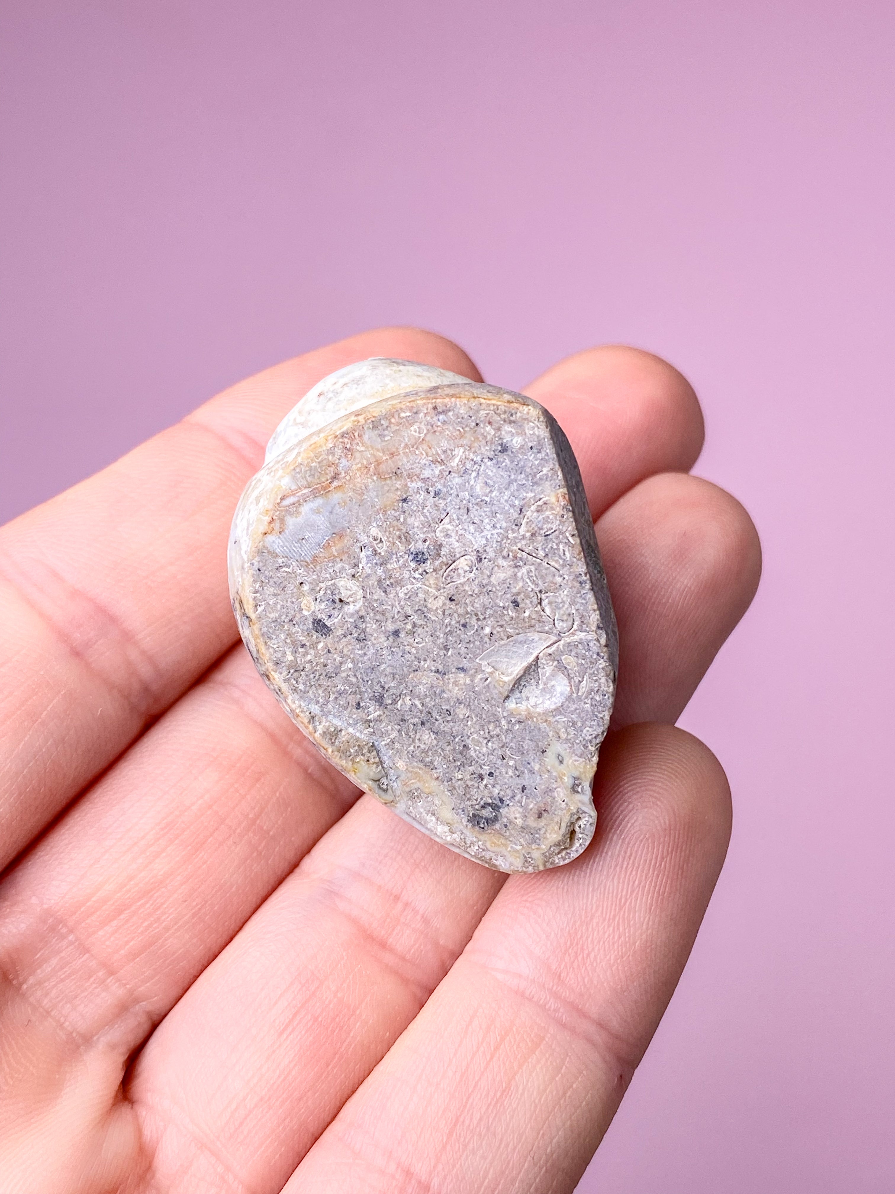 Druzy Konkylie Fossil (Nr. 25)