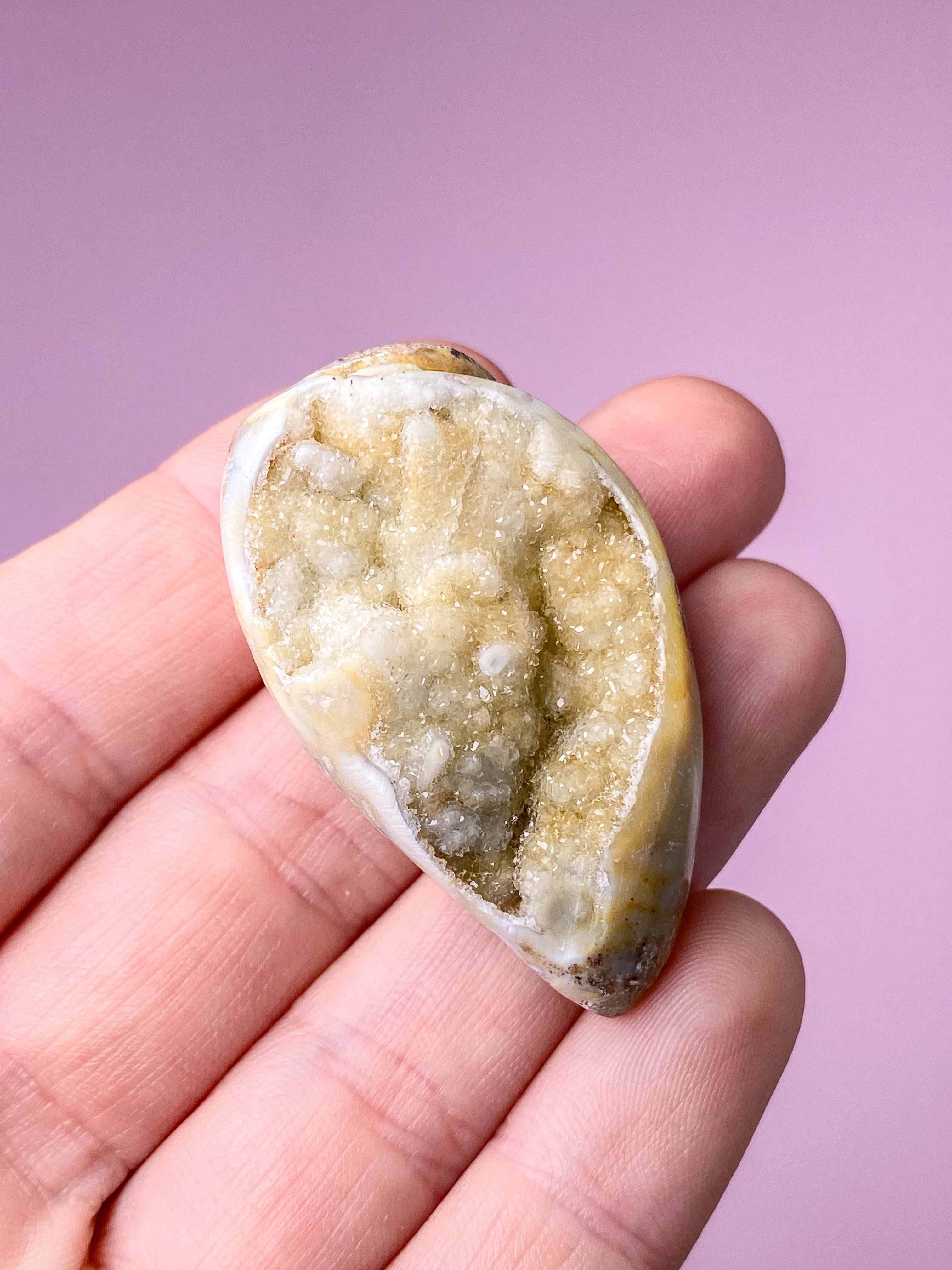 Druzy Konkylie Fossil (Nr. 27)