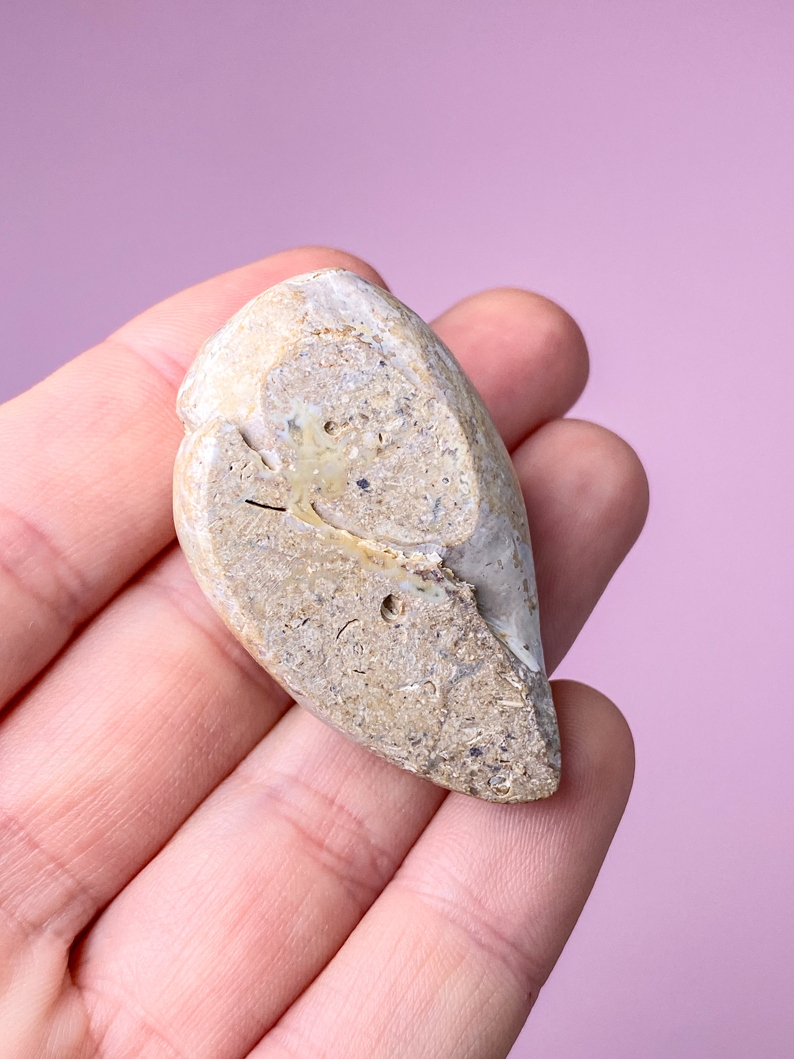 Druzy Konkylie Fossil (Nr. 27)