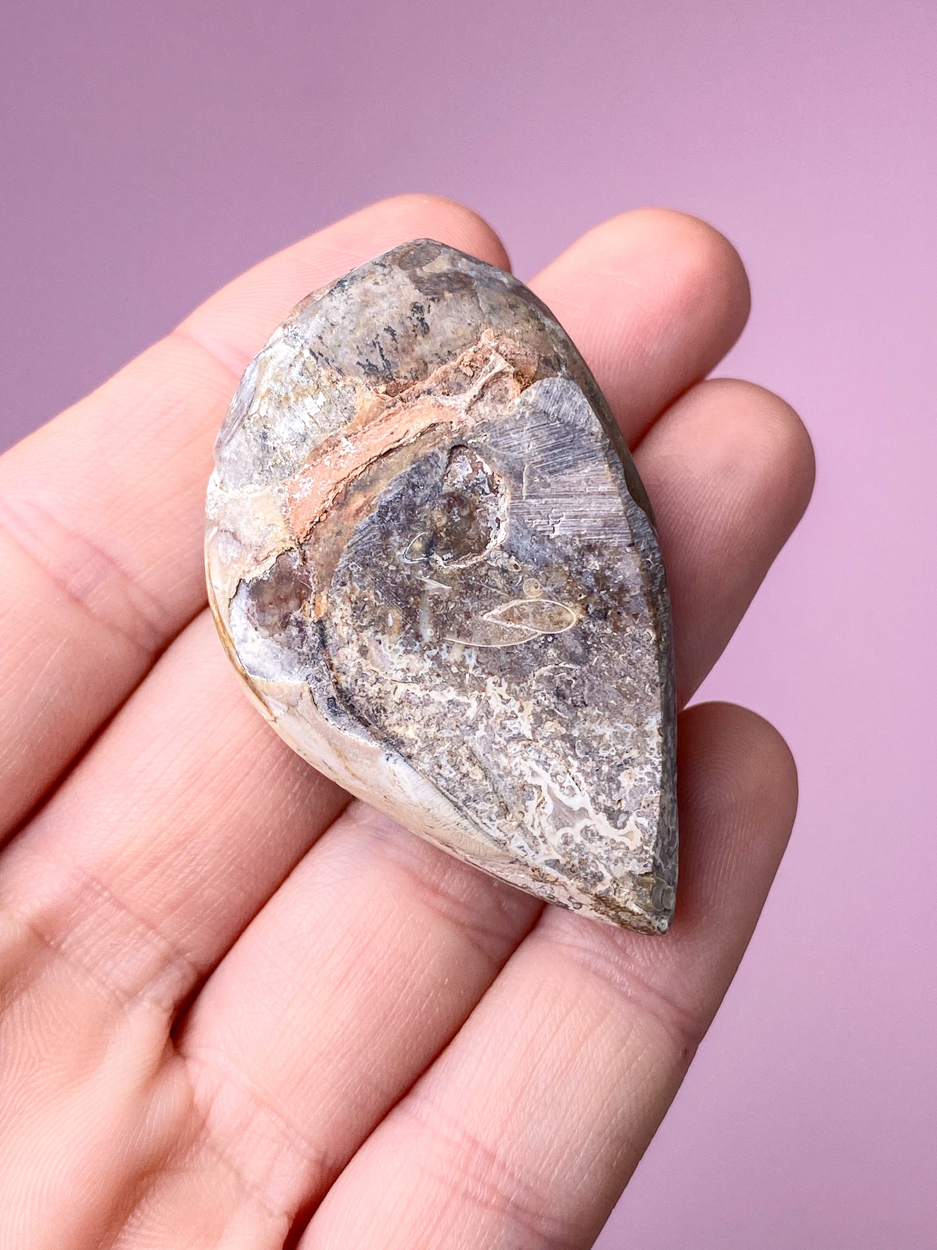 Druzy Konkylie Fossil (Nr. 28)