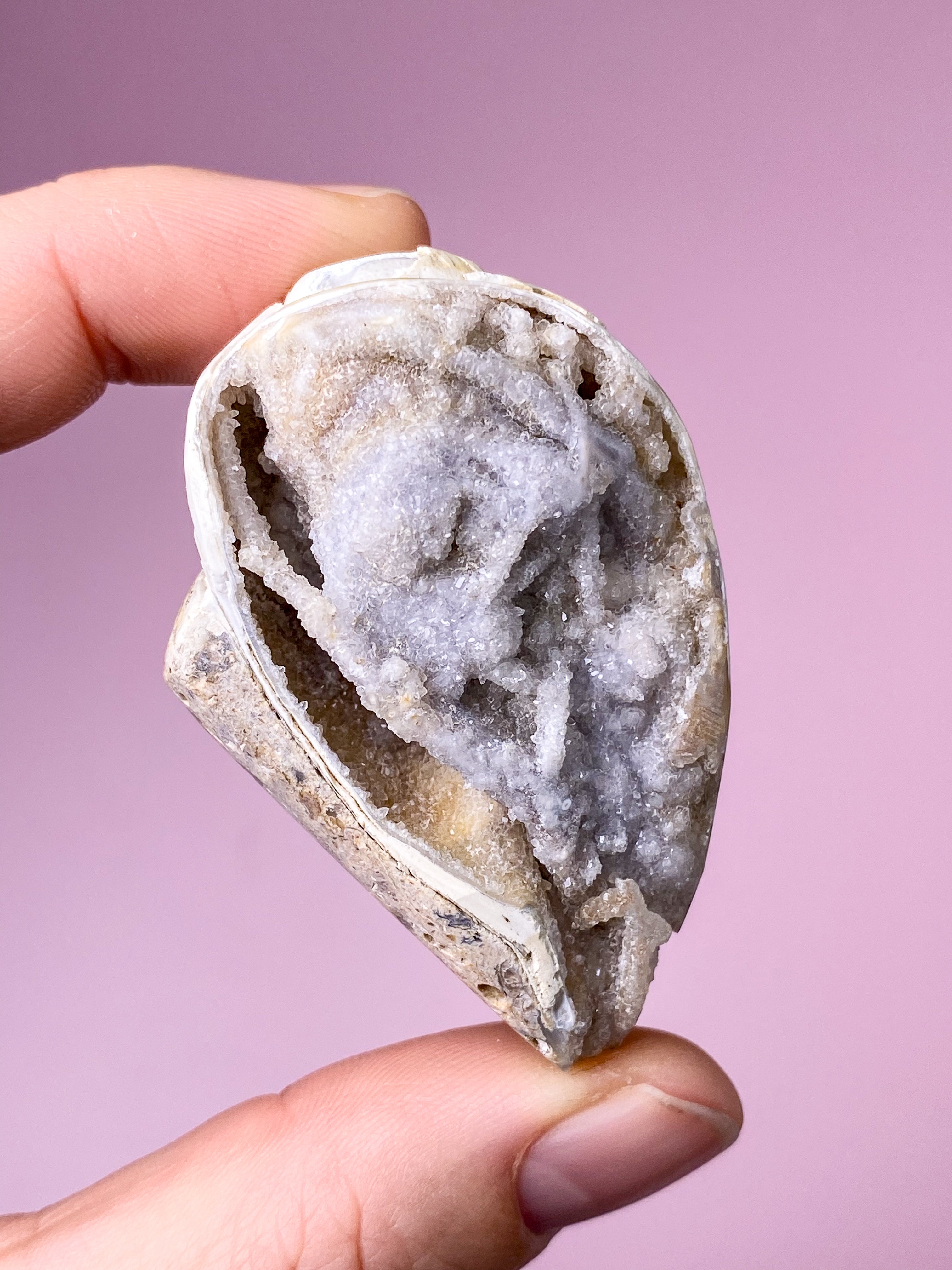 Druzy Konkylie Fossil (Nr. 29)